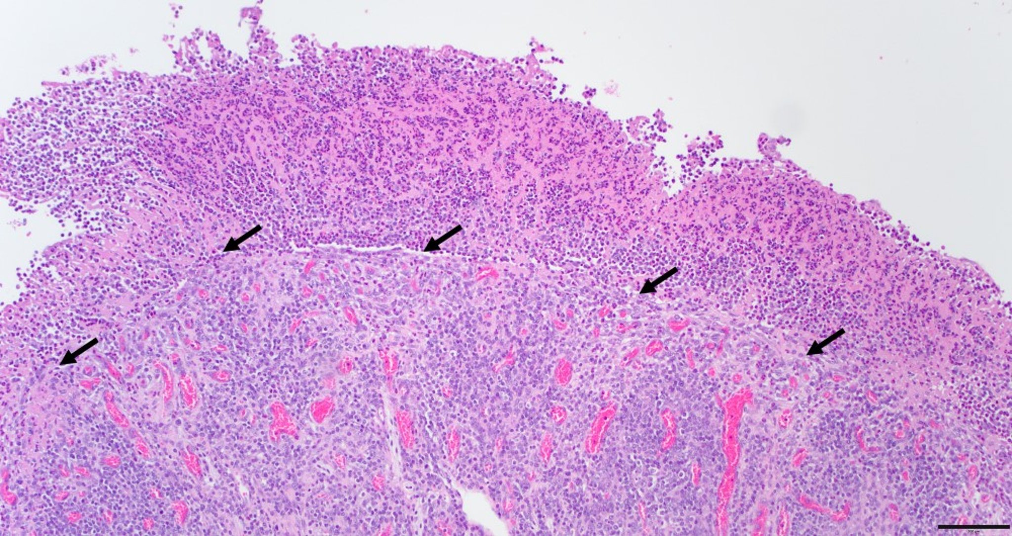 Salmonella enteritis, ileum, calf