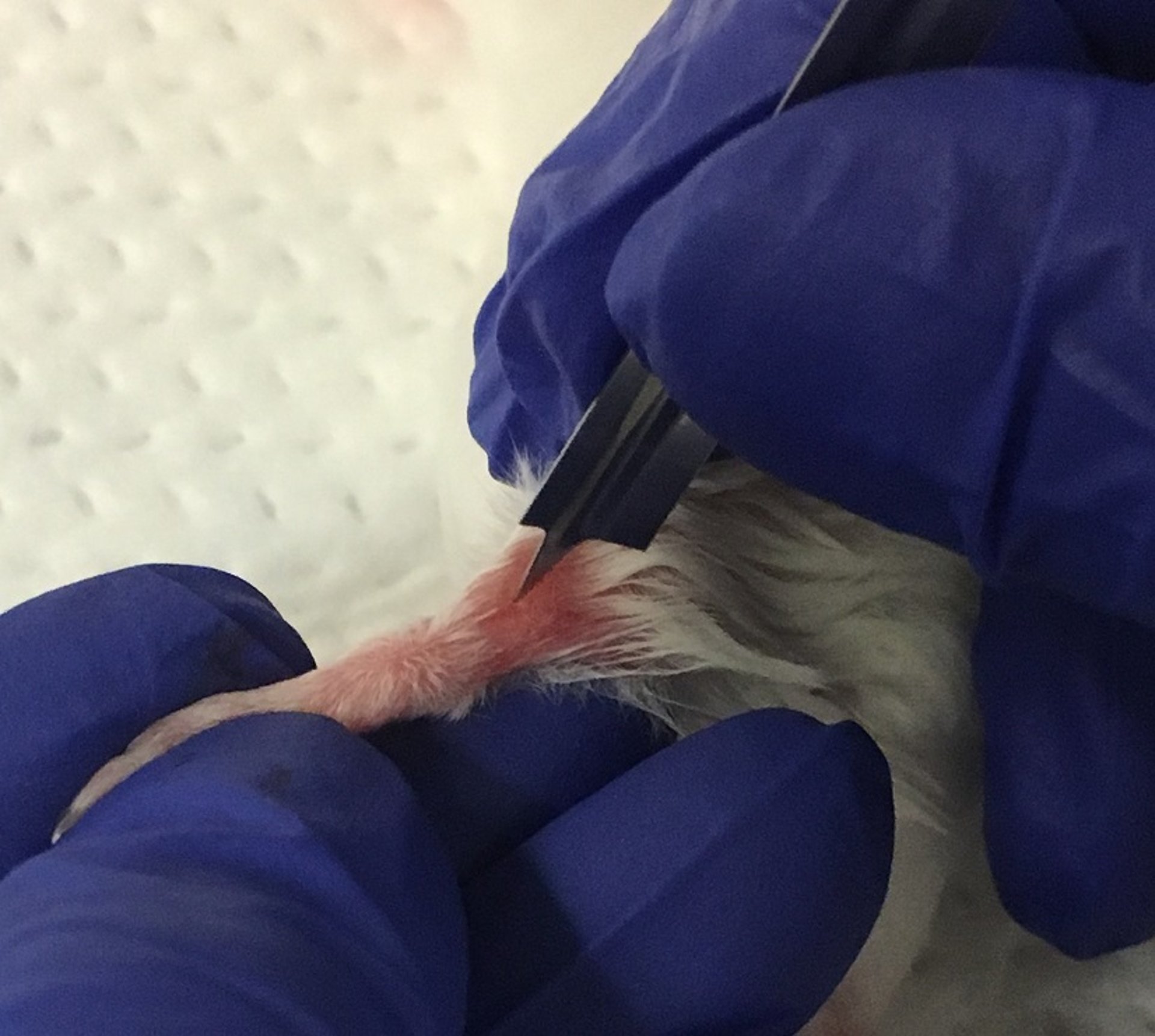 Recolección de sangre de la vena safena, ratón