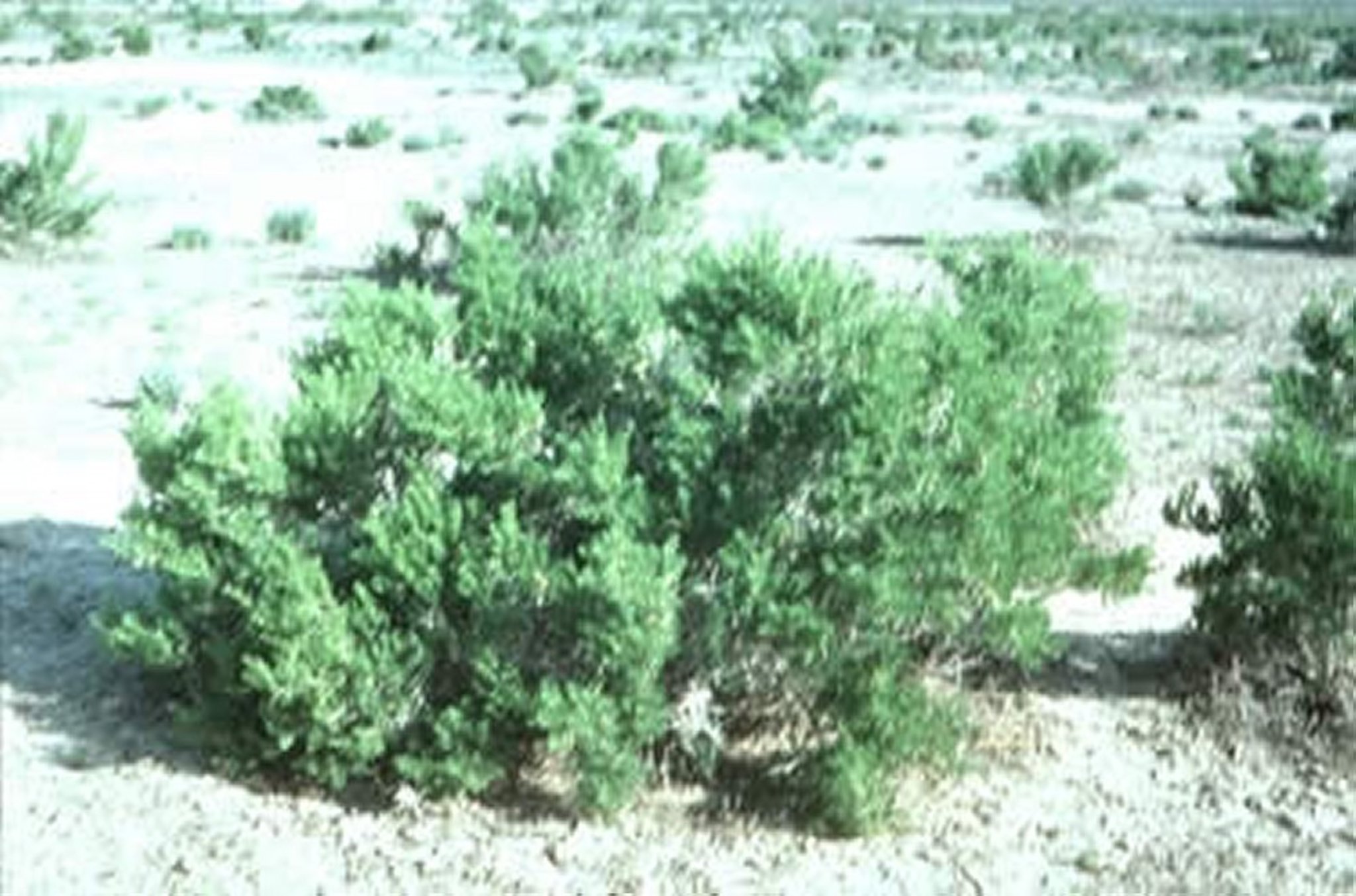 <i >Sarcobatus vermiculatus</i> (greasewood, greasewood negro, fremontia)