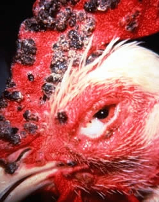 Lesión similar a una costra, viruela aviar, pollo de engorde, macho