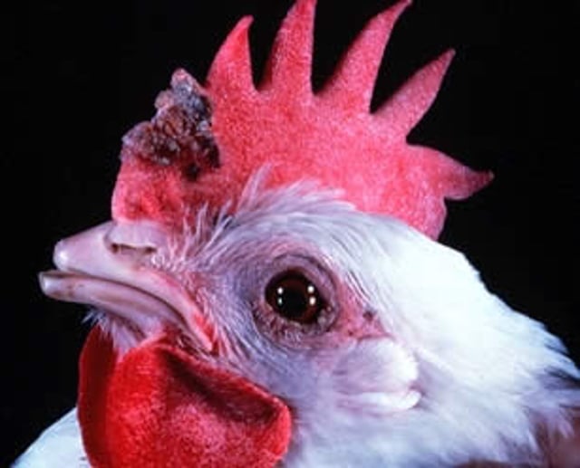 Lesión en forma de costra, viruela aviar, gallina ponedora