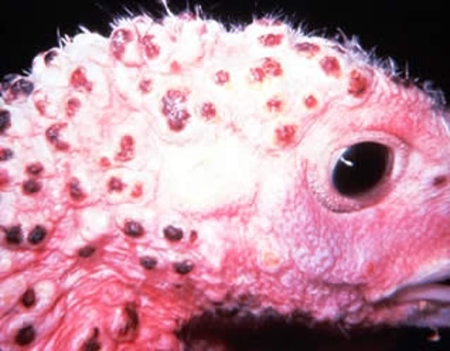 Scablike lesion, fowlpox, turkey