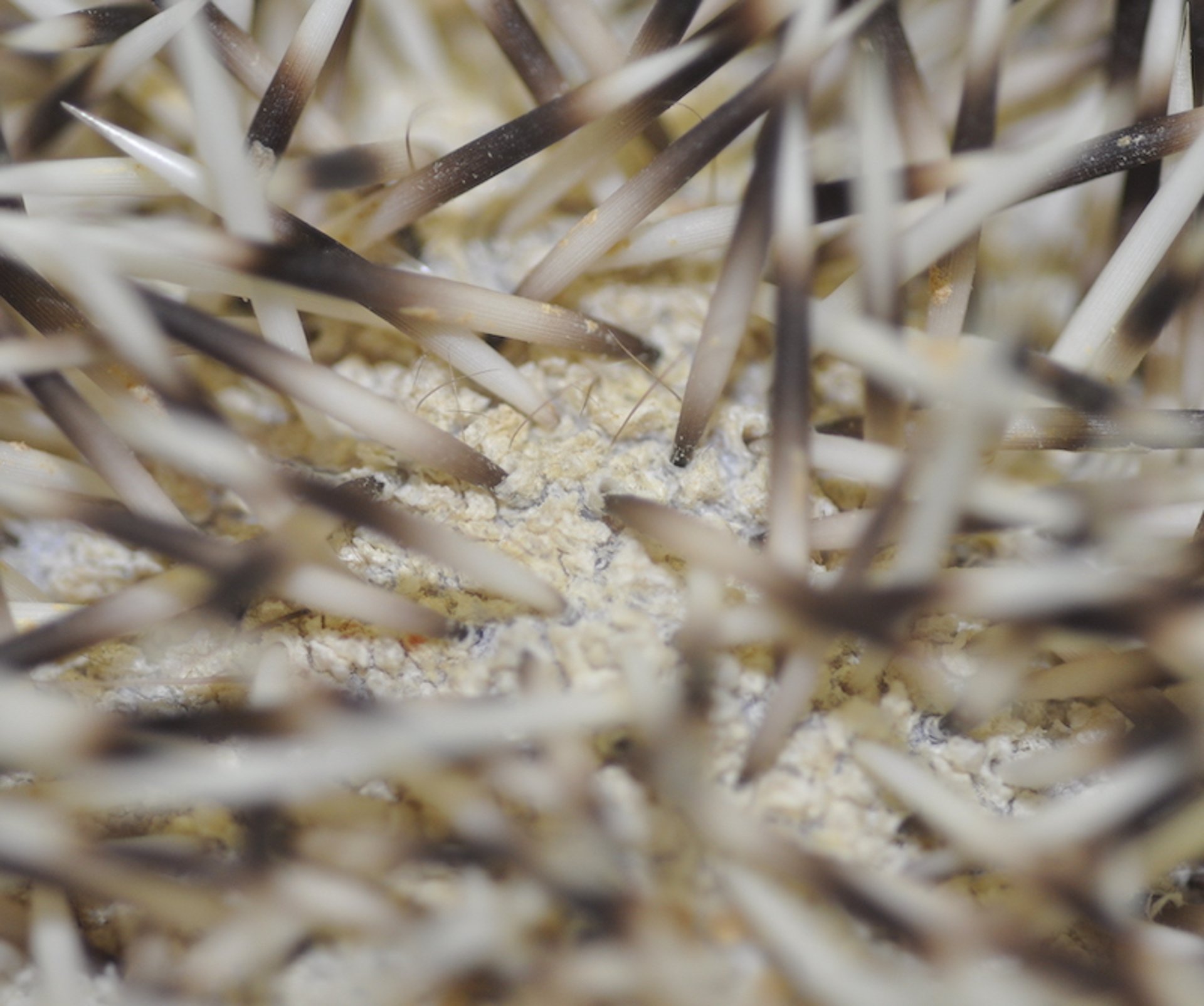 Scaling, four-toed hedgehog