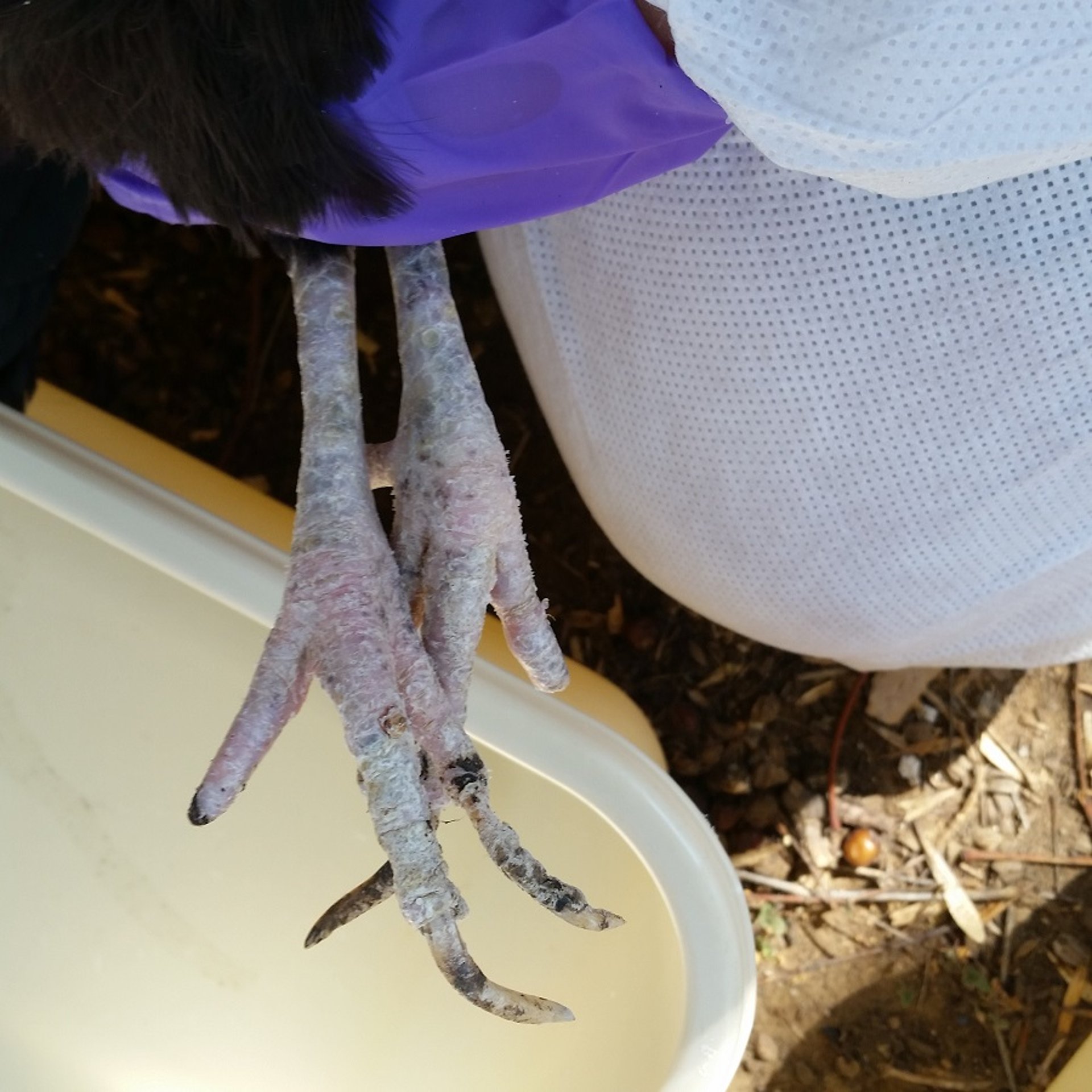 Infestación por ácaros escamosos en las patas