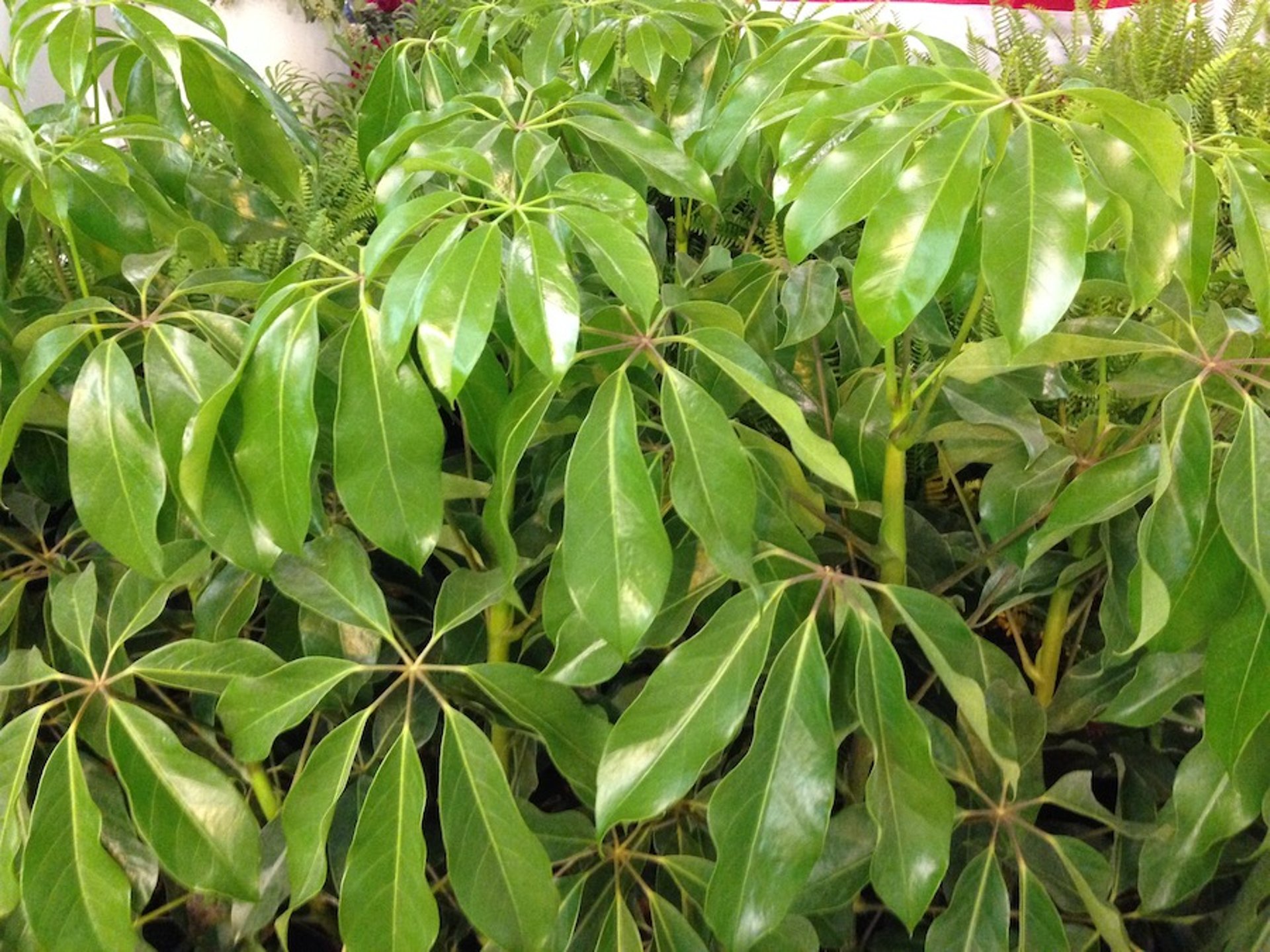 Umbrella tree (<i >Schefflera</i> spp)