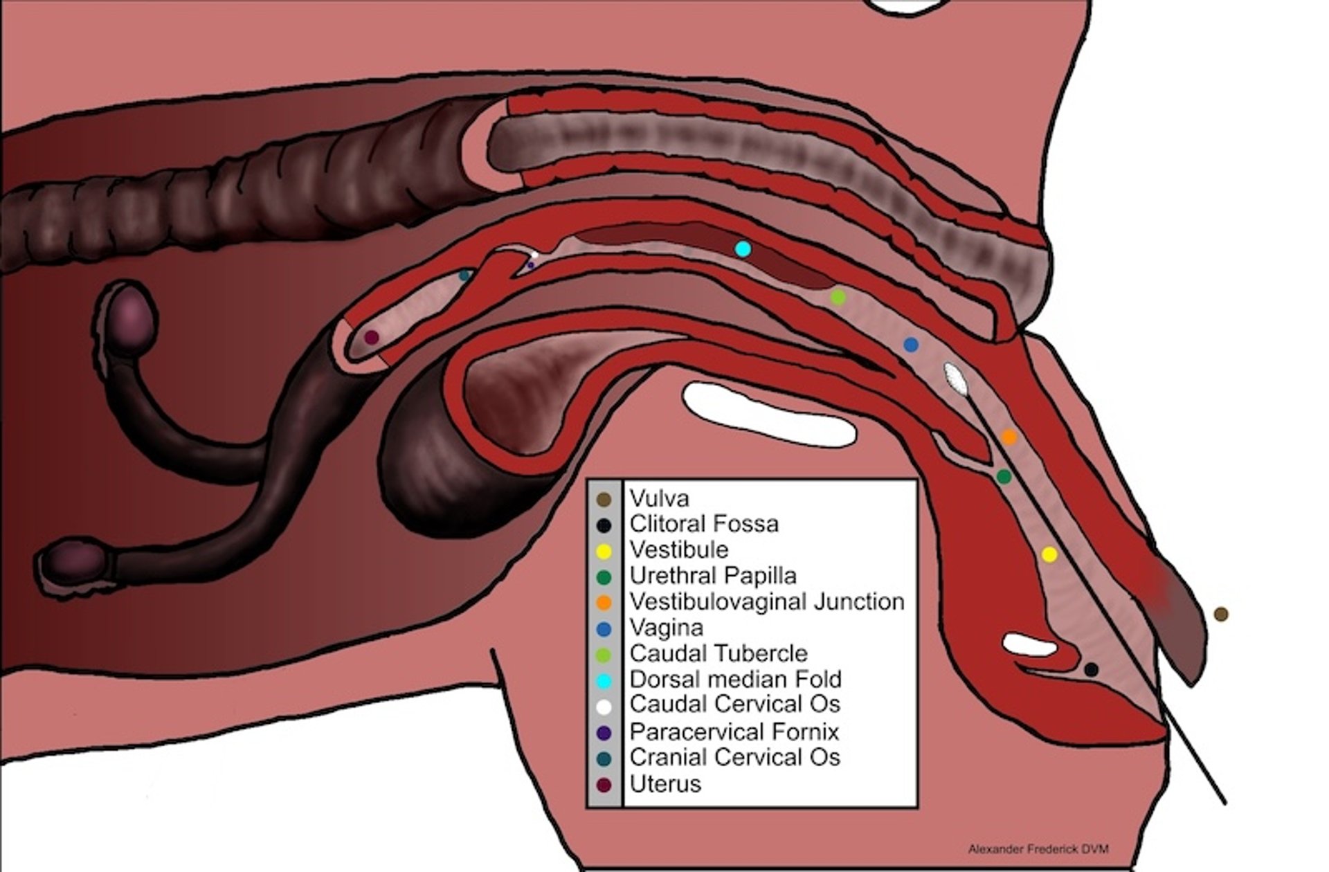 Schematic of reproductive anatomy, bitch