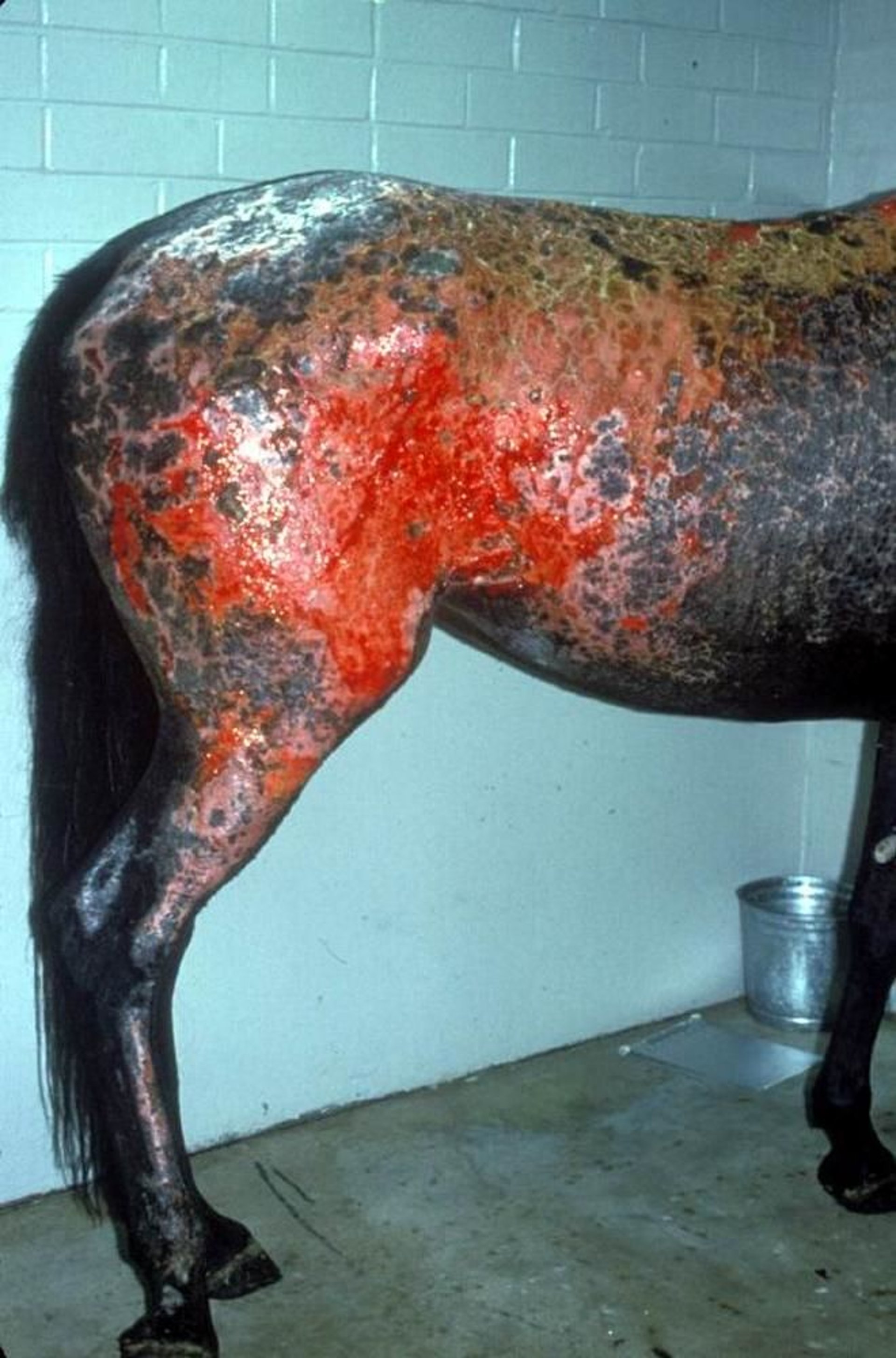 Second-degree burn, deep, horse