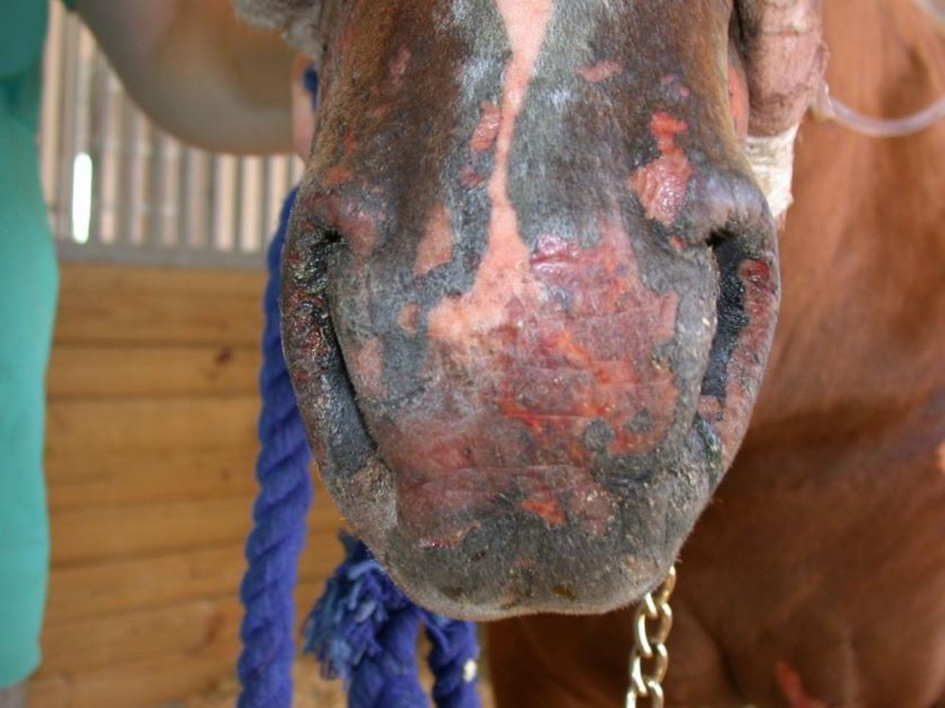 Quemadura de segundo grado, superficial, caballo