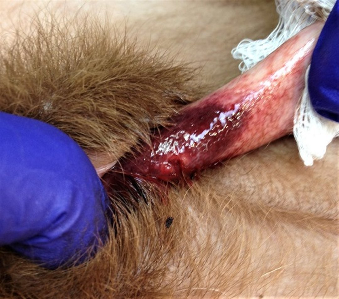 Secondary balanoposthitis, hemorrhagic penile tissue, dog