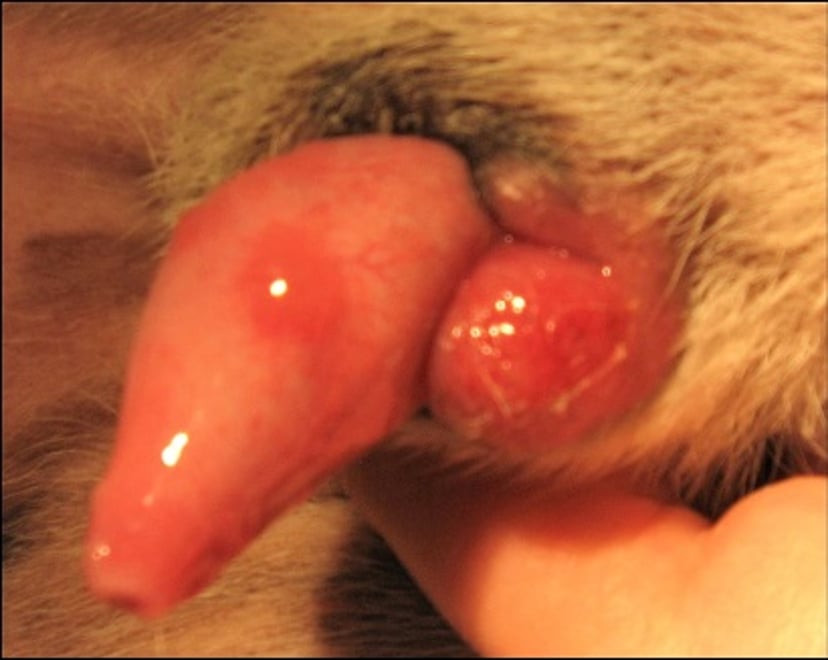 Secondary balanoposthitis, penile lymphosarcoma, dog
