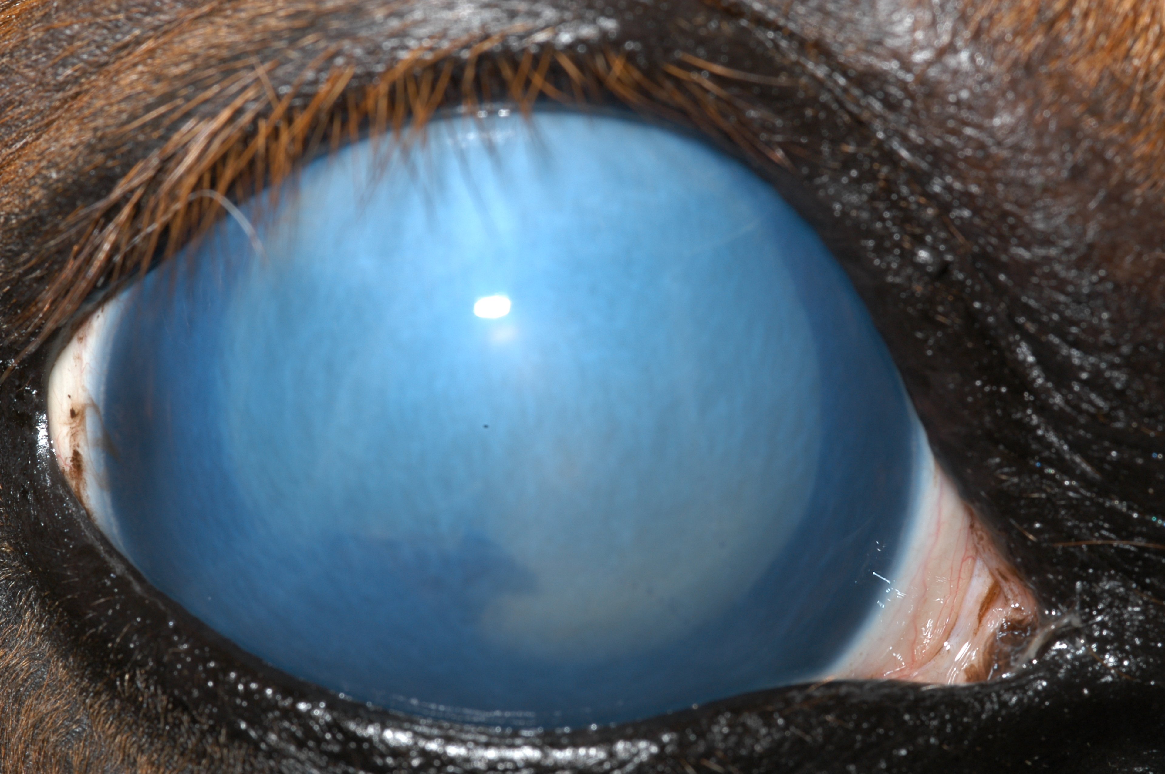 Glaucoma secundario debido a uveítis anterior crónica, caballo