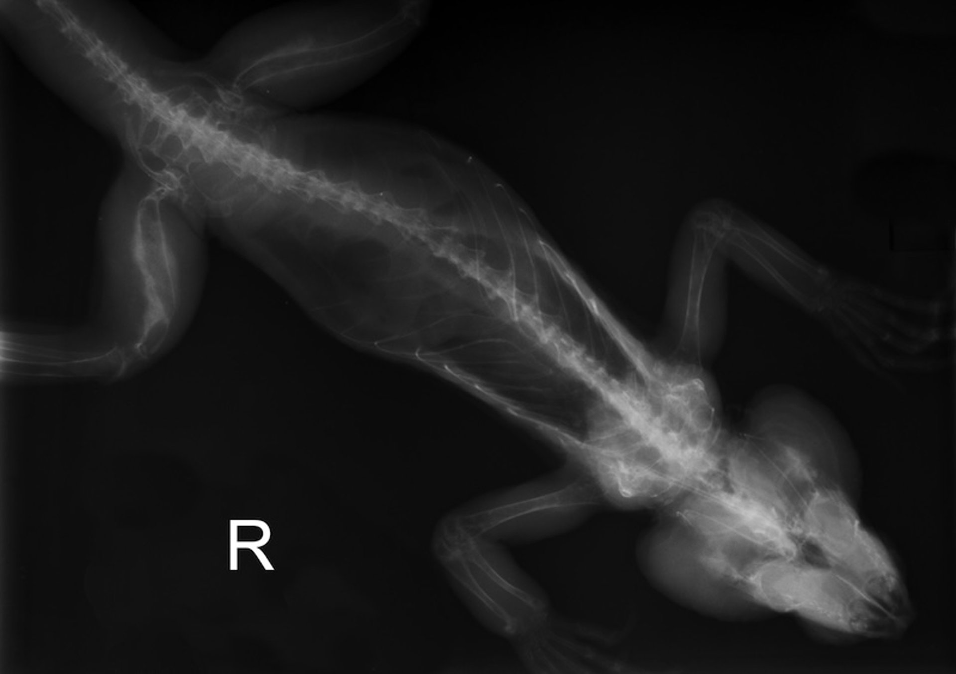 Secondary nutritional hyperparathyroidism, radiograph, iguanid lizard