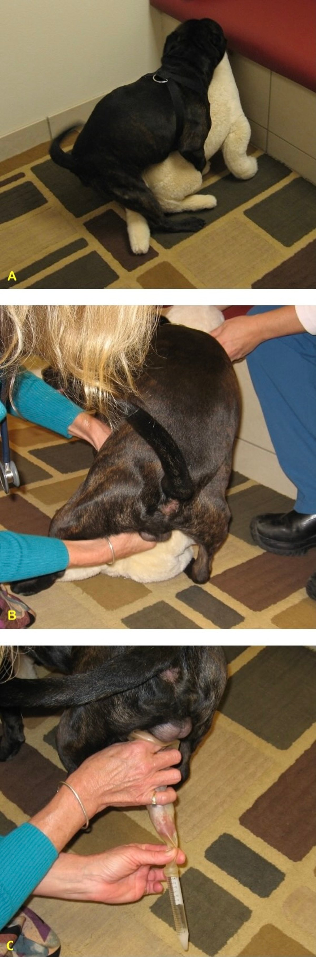 Semen collection, dog