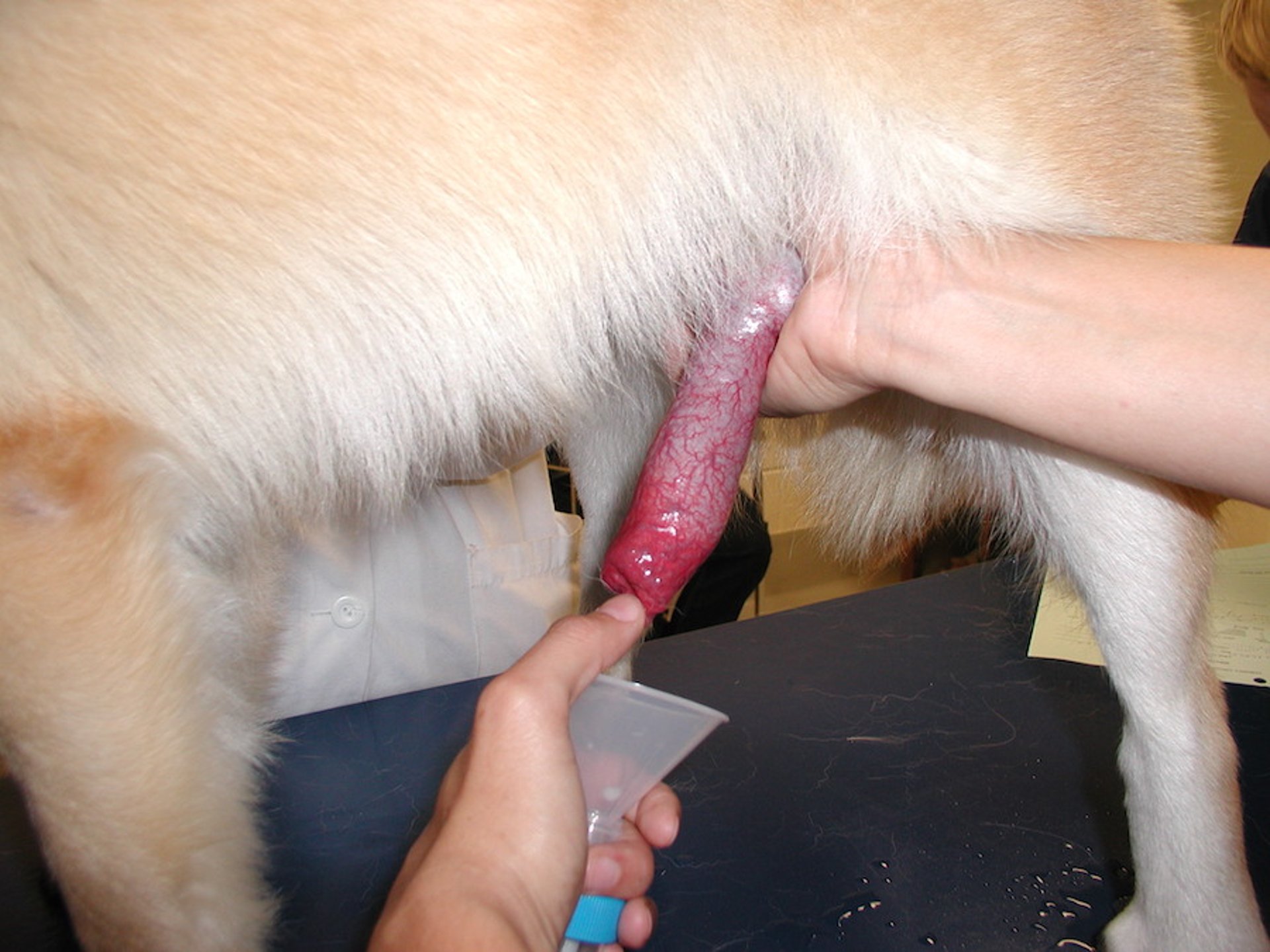 Semen collection, dog