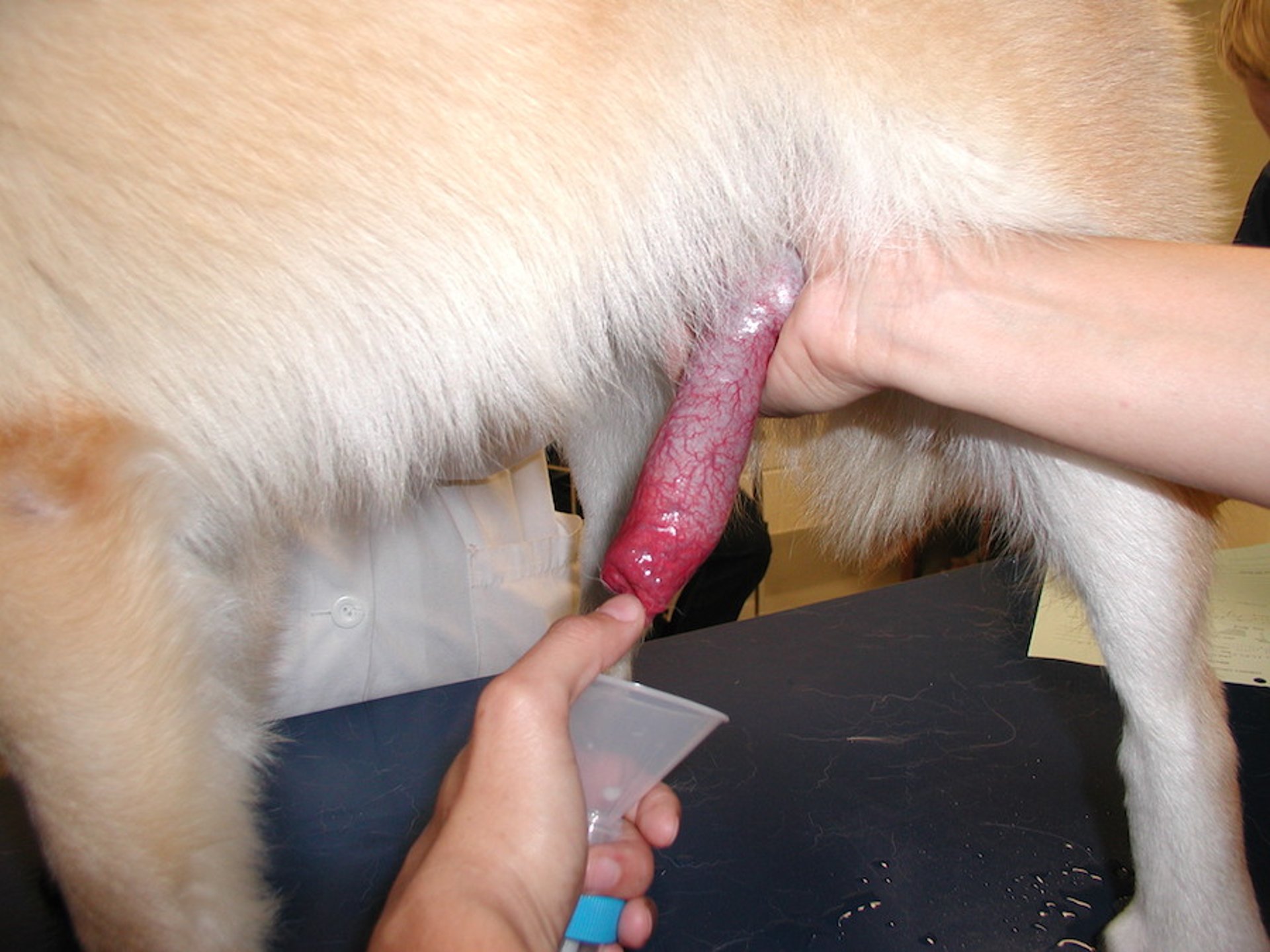 Recogida de semen, perro