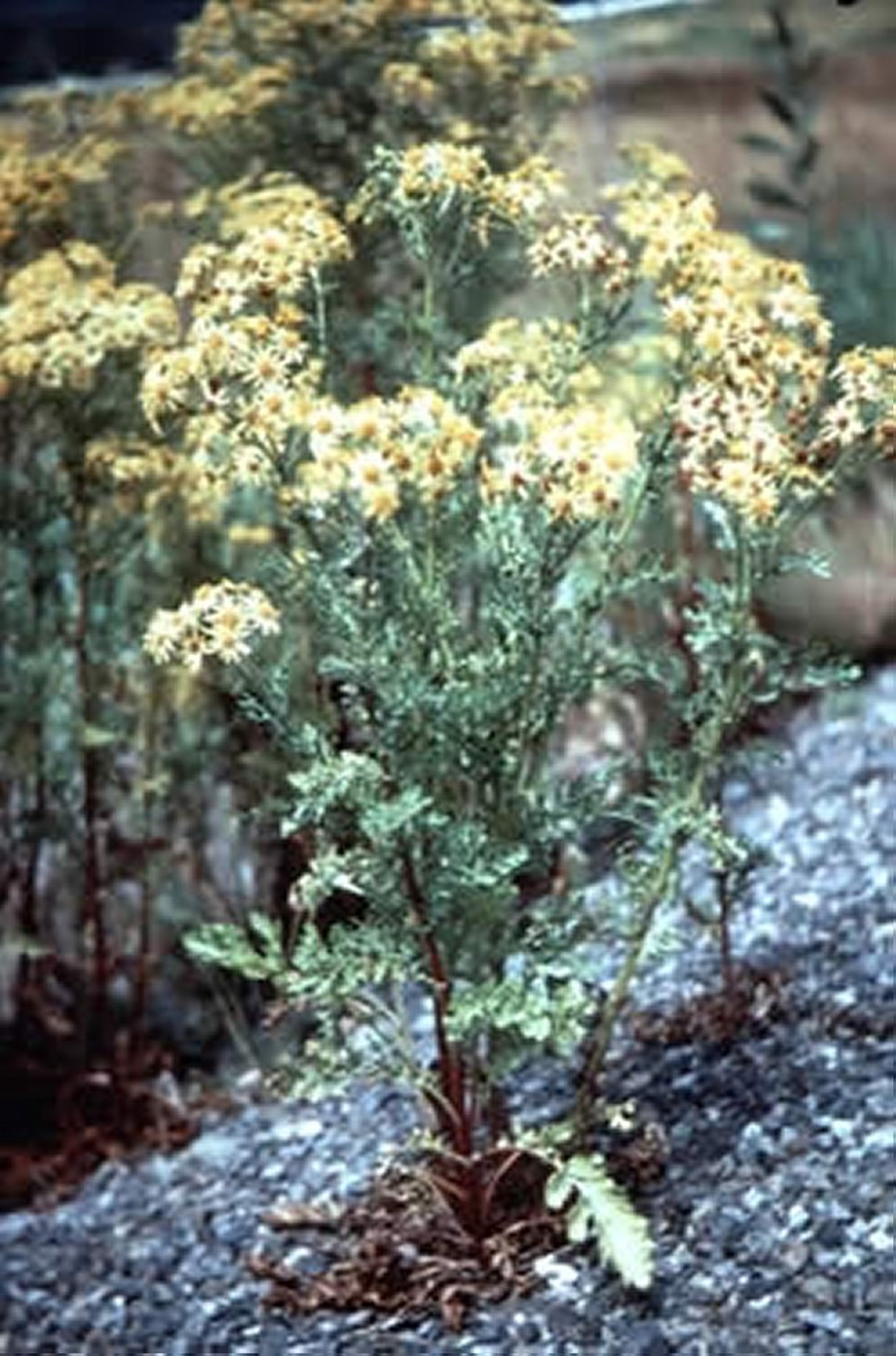 <i >Senecio jacobaea</i> (hierba de Santiago, hierba cana)