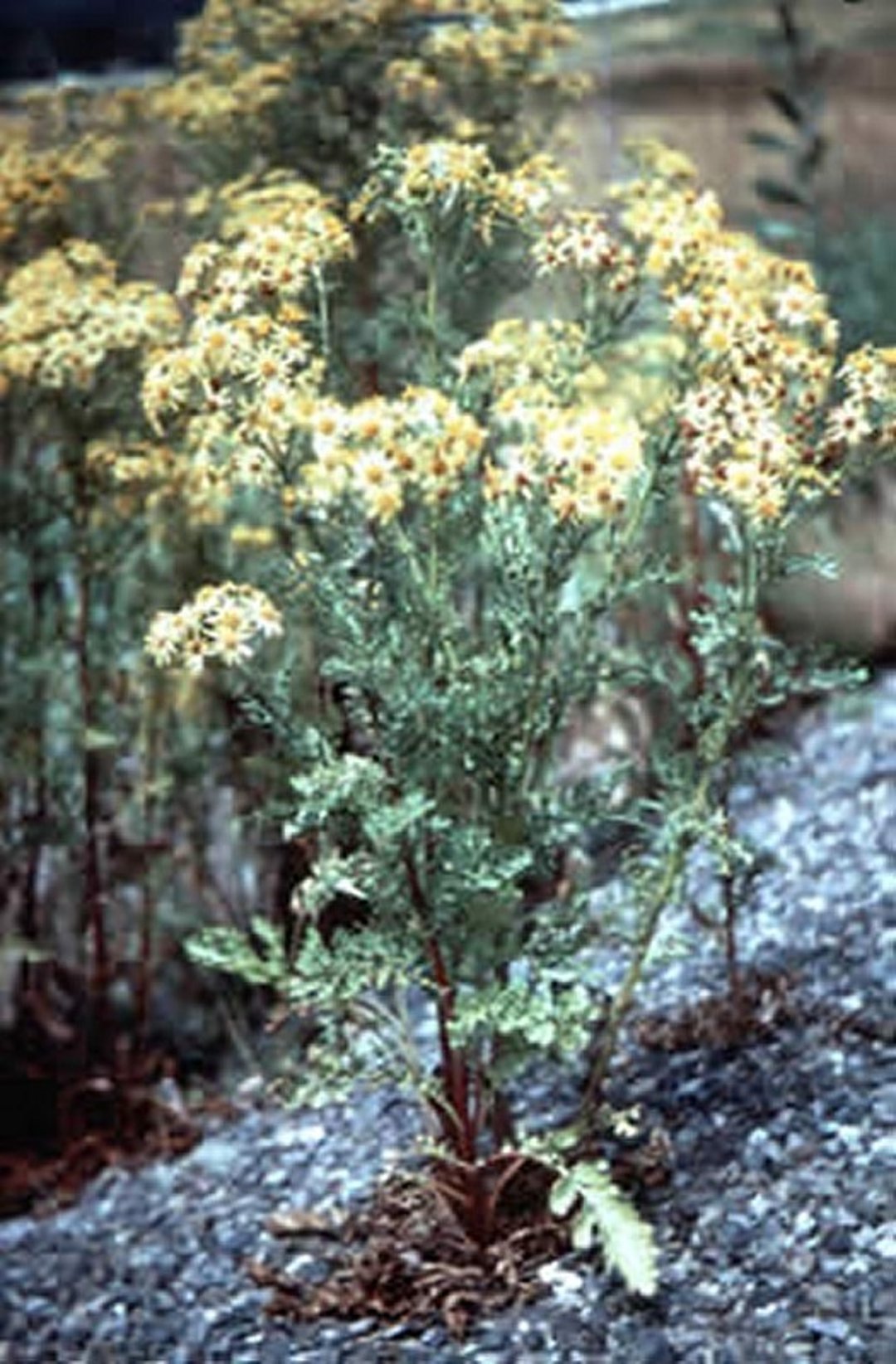 Erva-de-são-tiago (<i >Senecio jacobaea</i>)