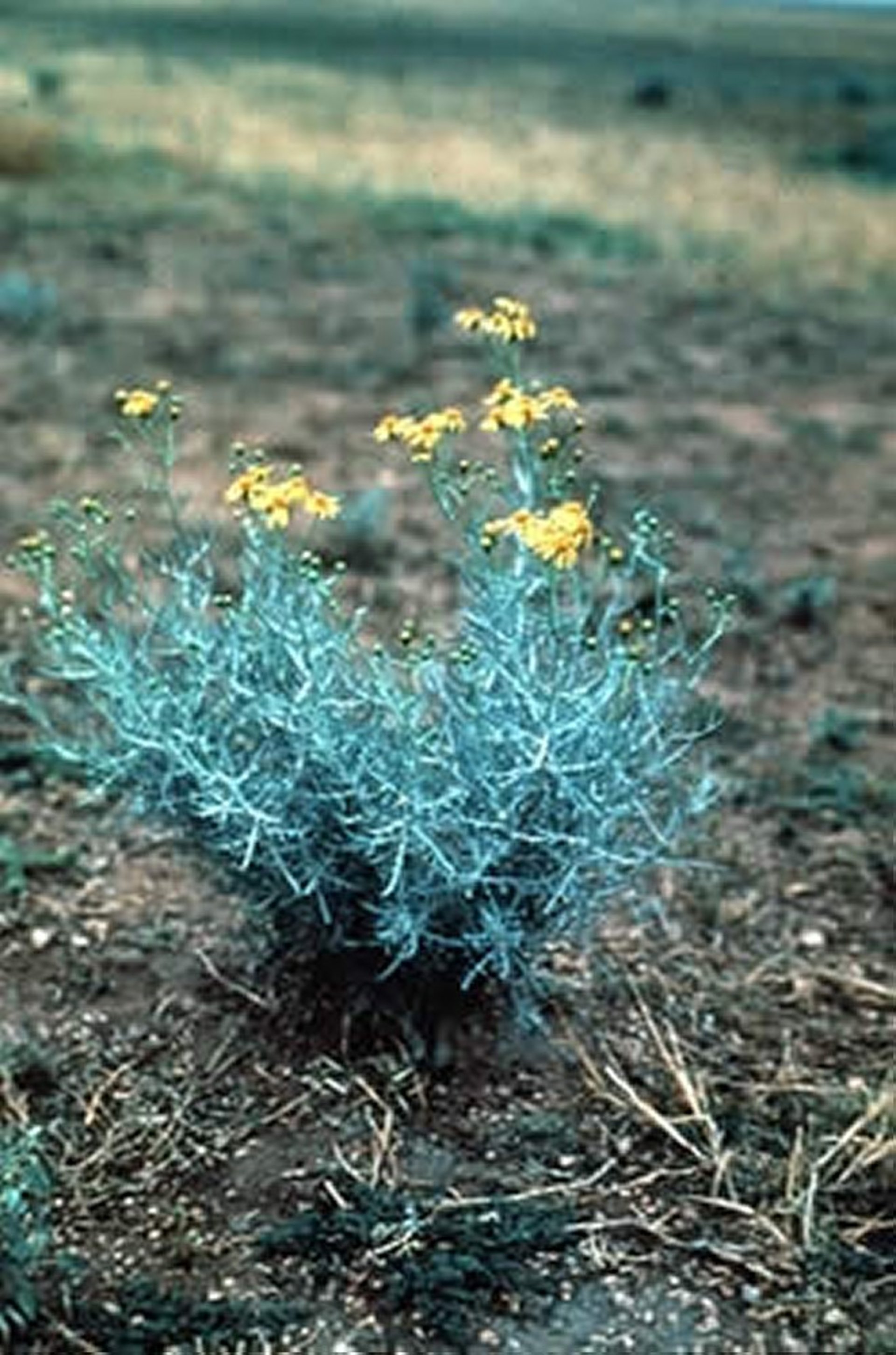 <i >Senecio longilobus</i> (senecio, hierba de Santiago)