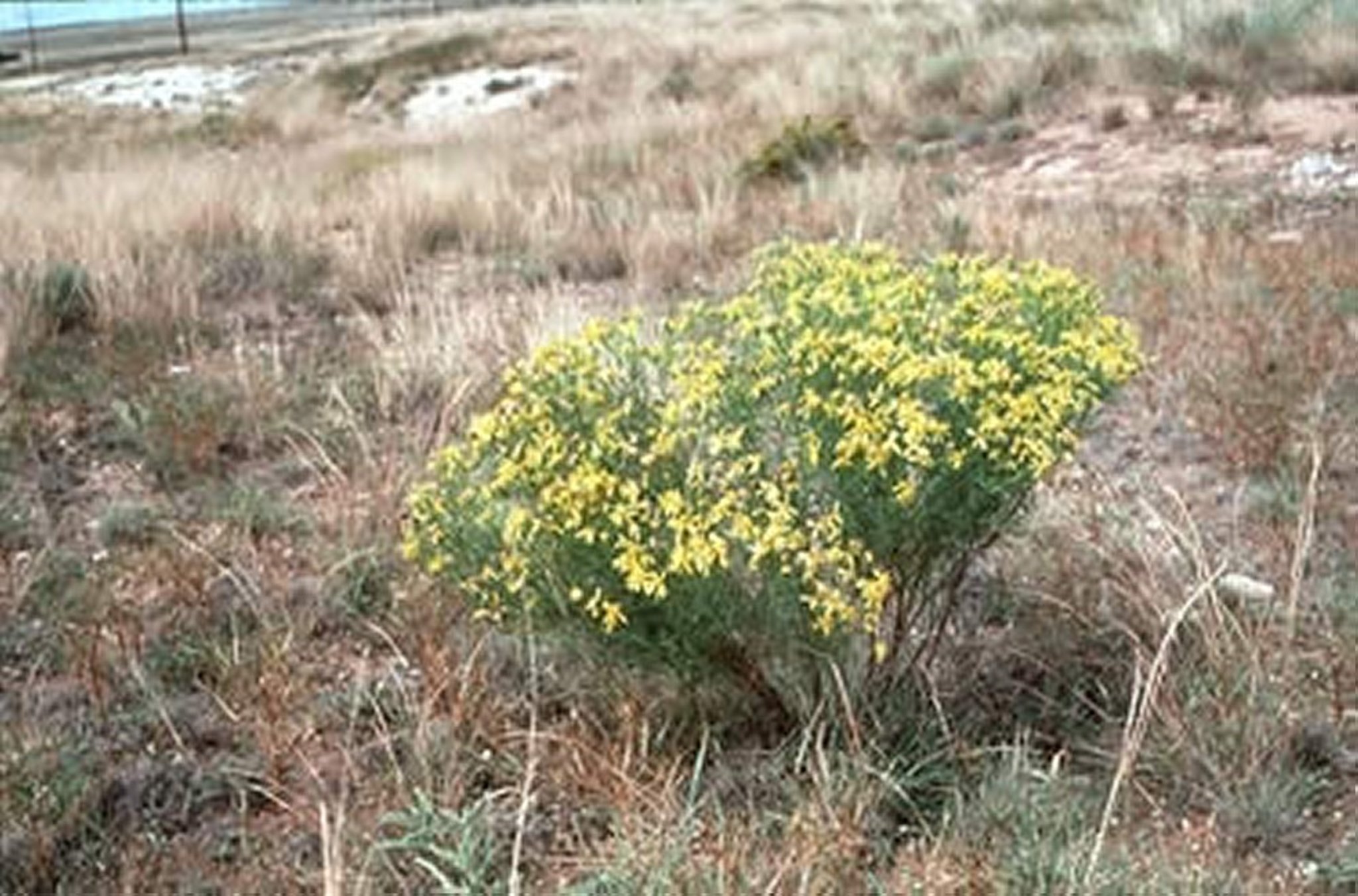 <i >Senecio ridellii</i> (hierba cana, hierba de Riddell)