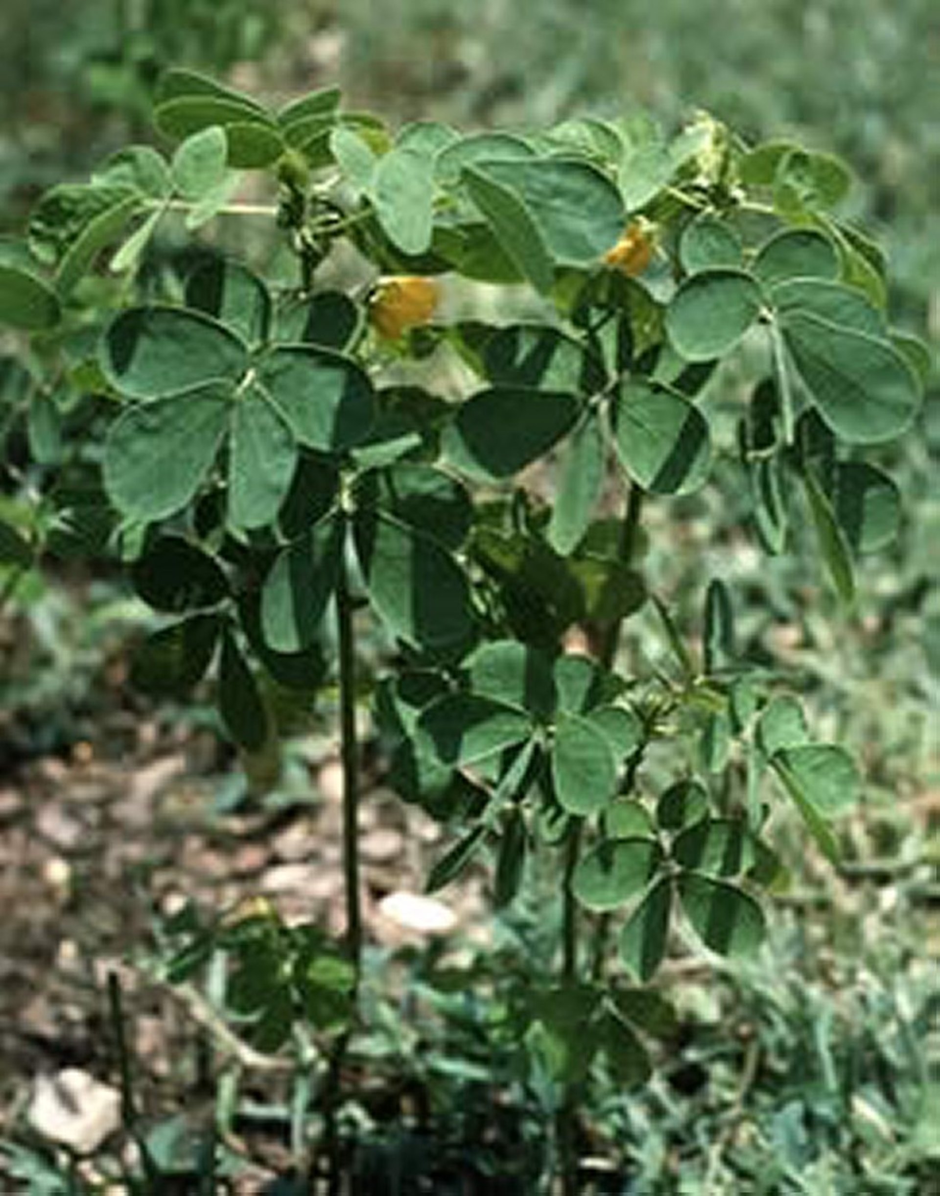 <i >Senna obtusifolia</i> (Coffeepod, Sicklepod)