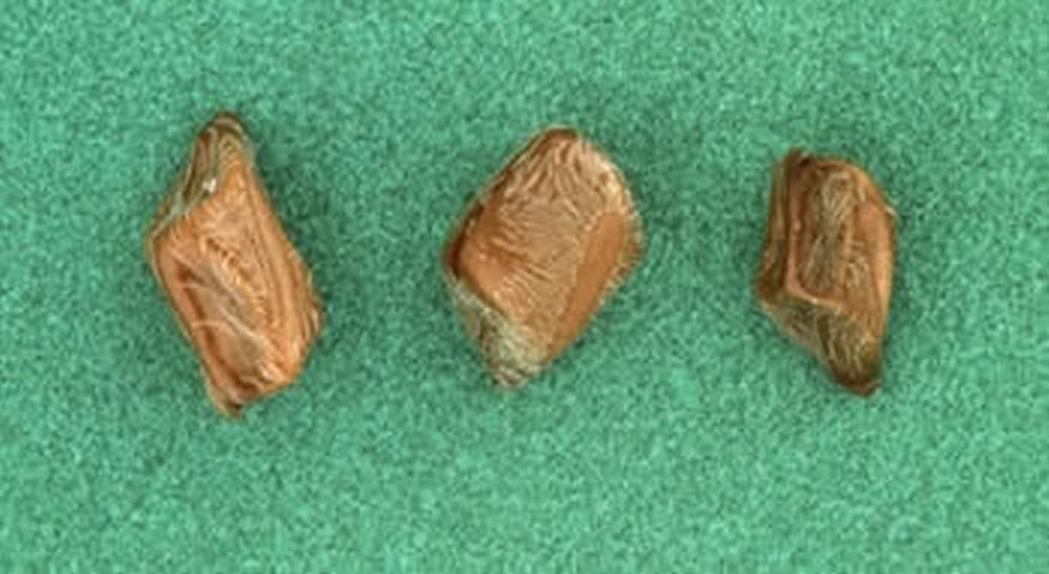 <i >Senna obtusifolia</i> (Coffeepod, Sicklepod), seeds
