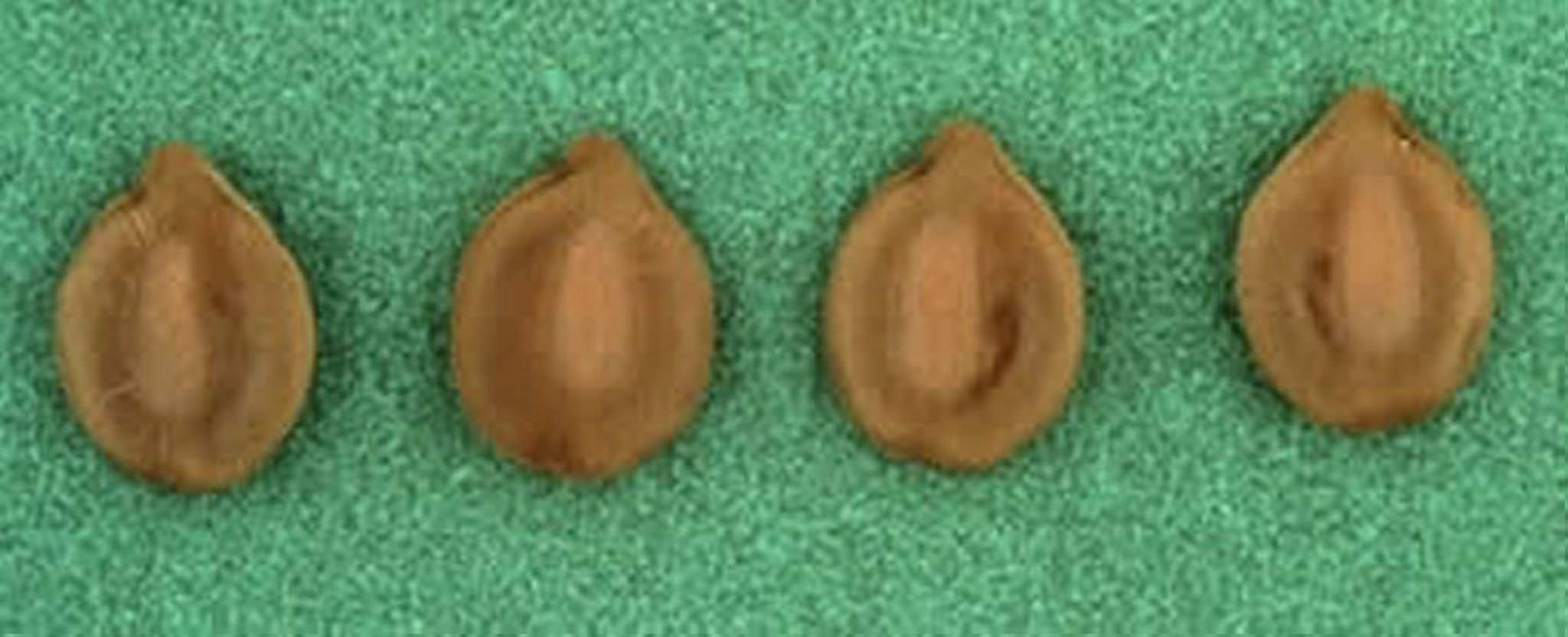 <i >Senna occidentalis</i>, semillas