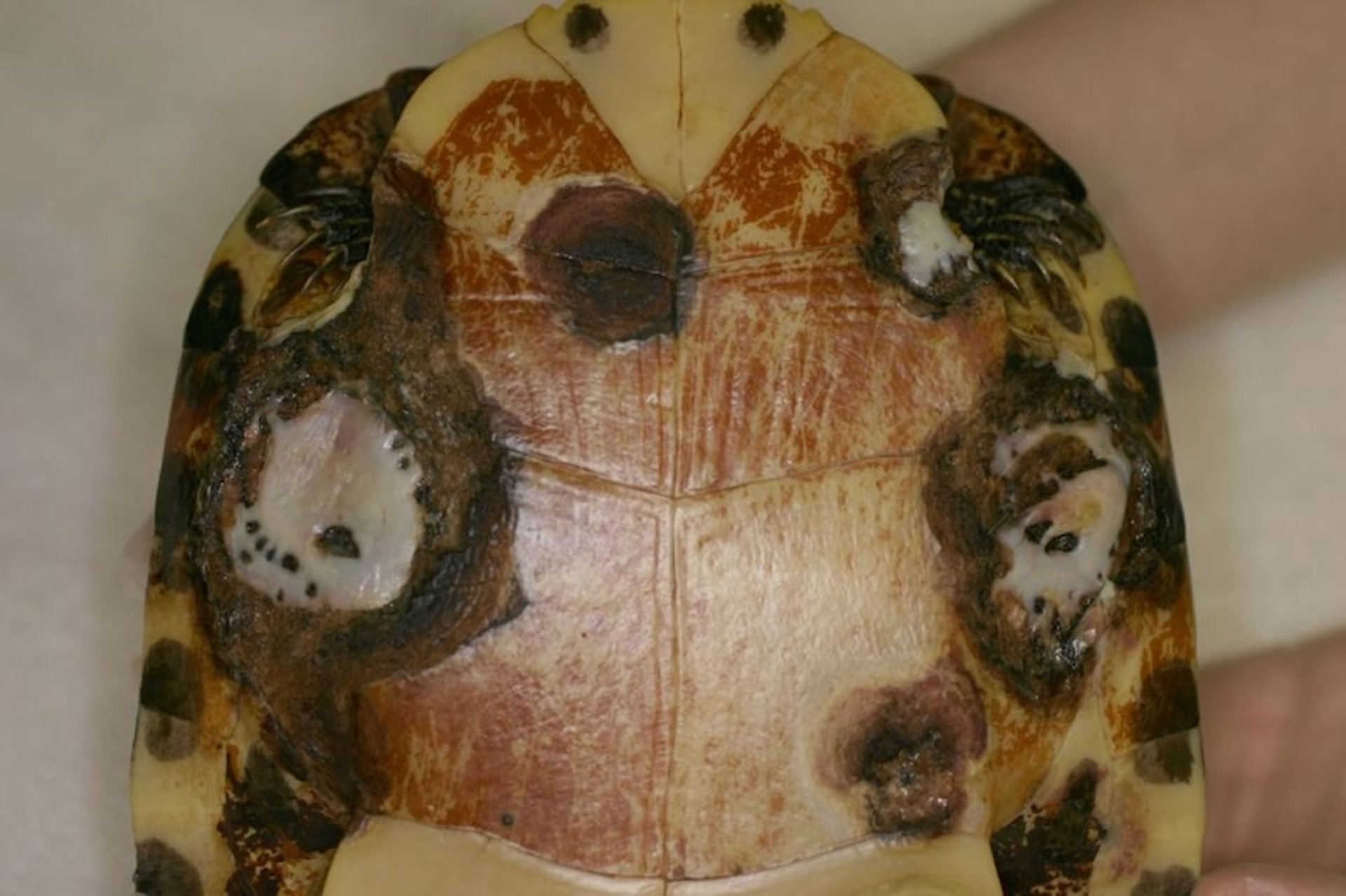 Enfermedad ulcerativa cutánea septicémica, tortuga de orejas rojas