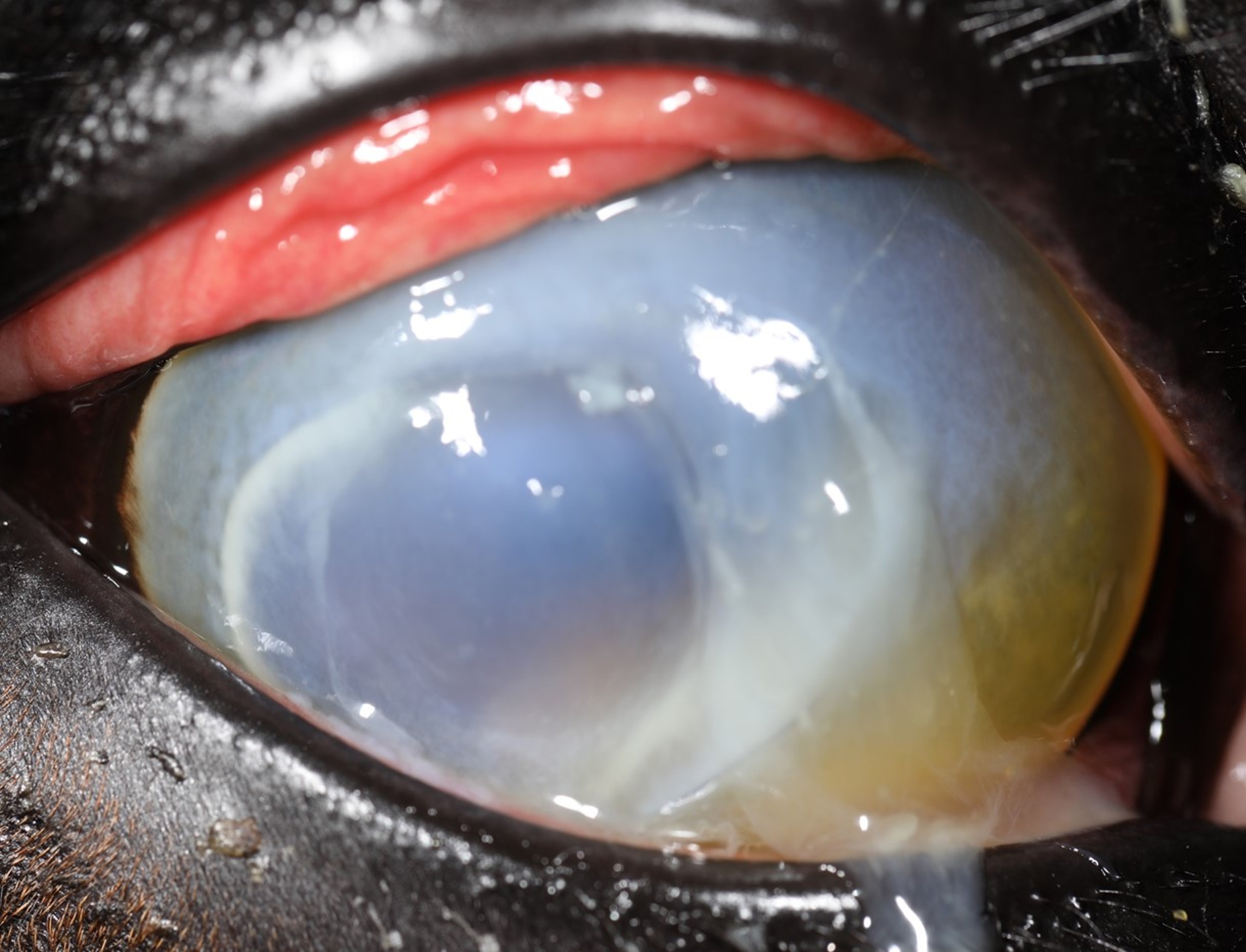 Severe, acute keratomalacia, horse