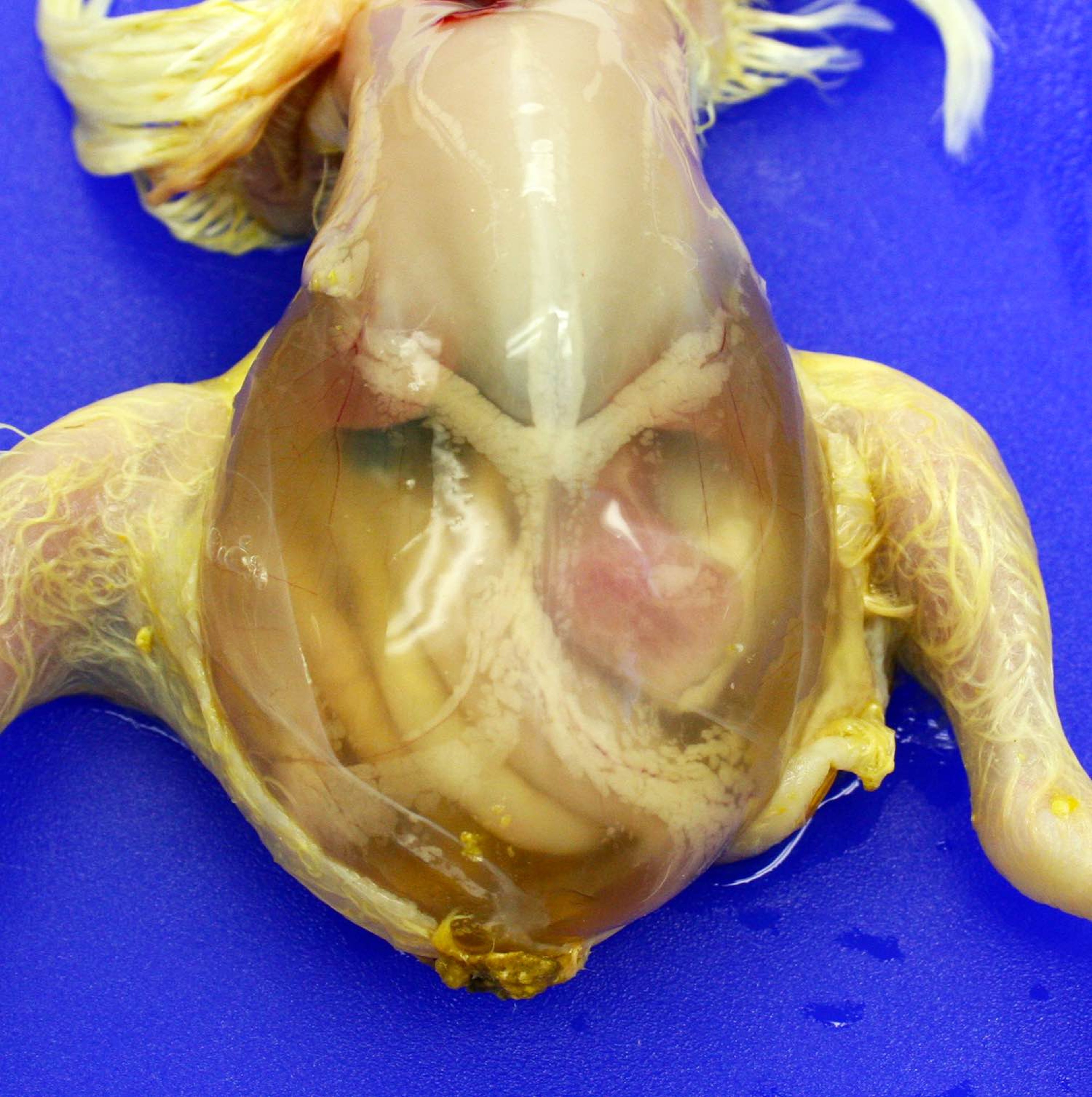 Severe ascites with salt poisoning, broiler chick