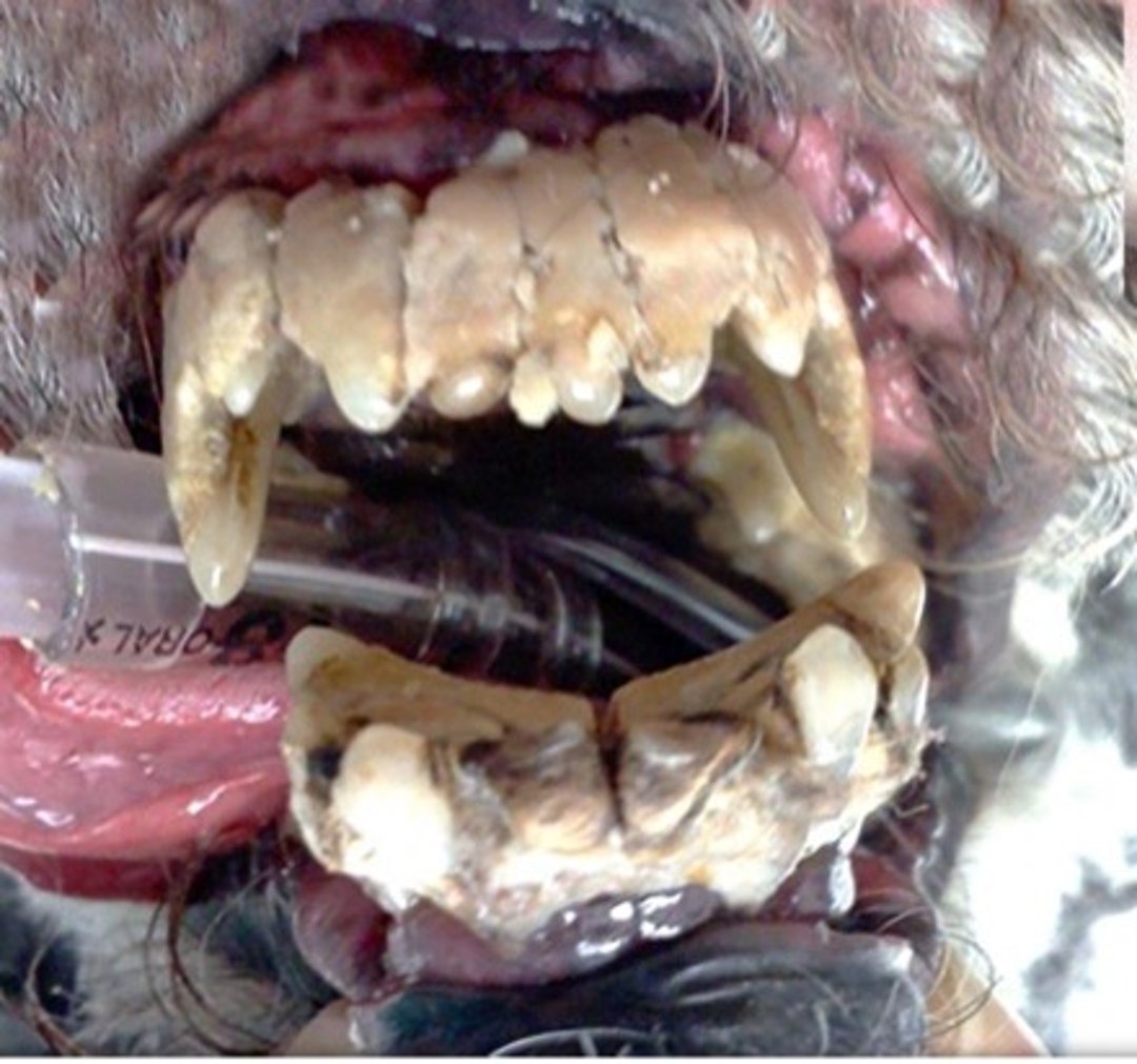 Periodontitis, perro