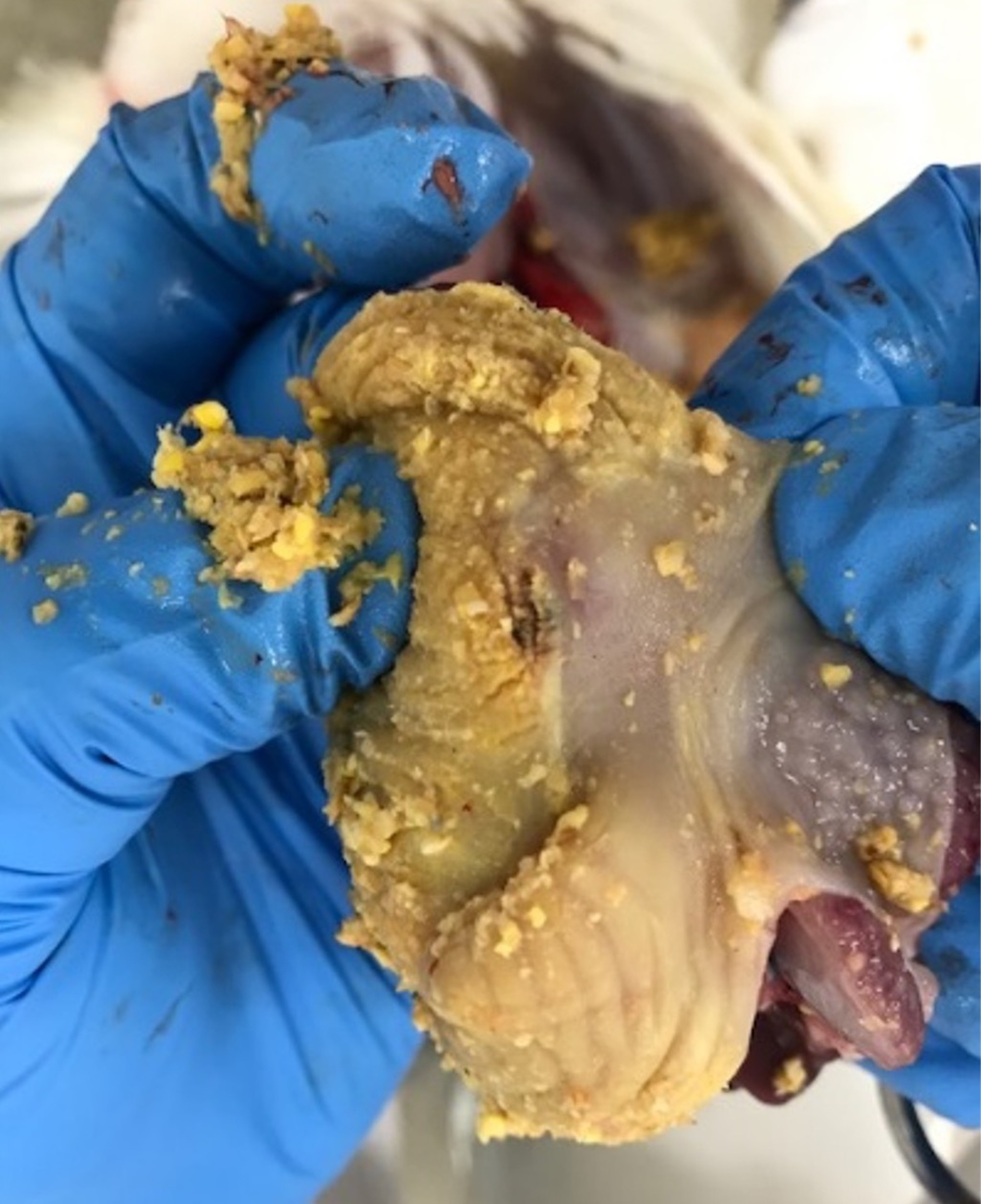 Severe gizzard ulcer, suspected mycotoxin, turkey