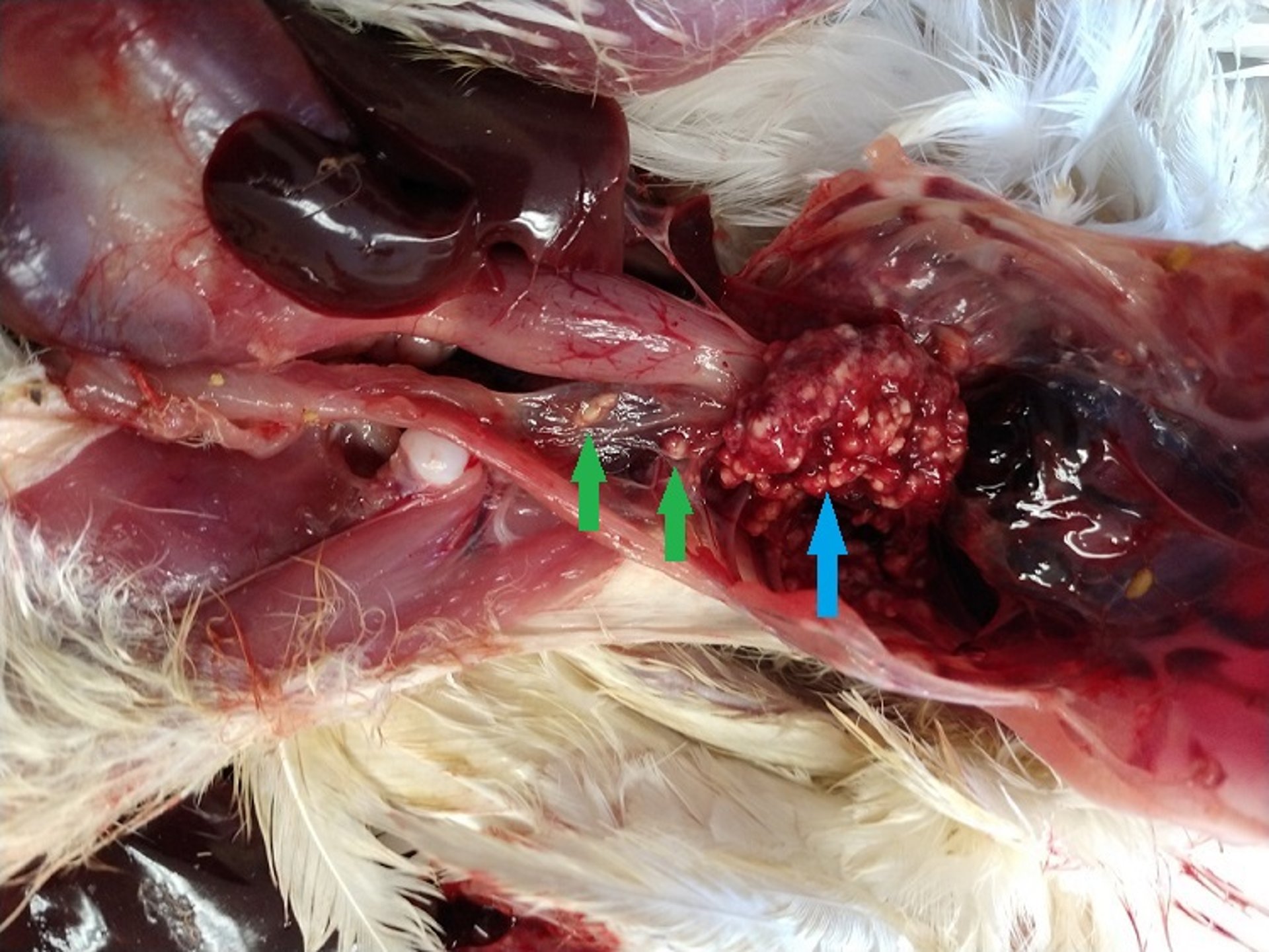 Severe granulomatous fungal pneumonia, turkey poult