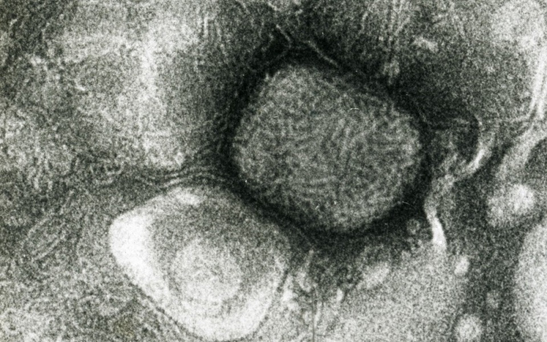 Virus de la viruela ovina