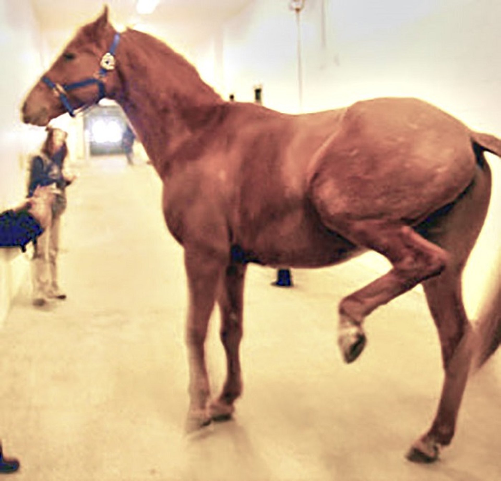 Shivering, caballo