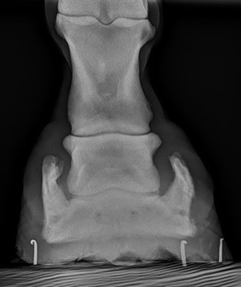 Sidebone, radiograph, horse