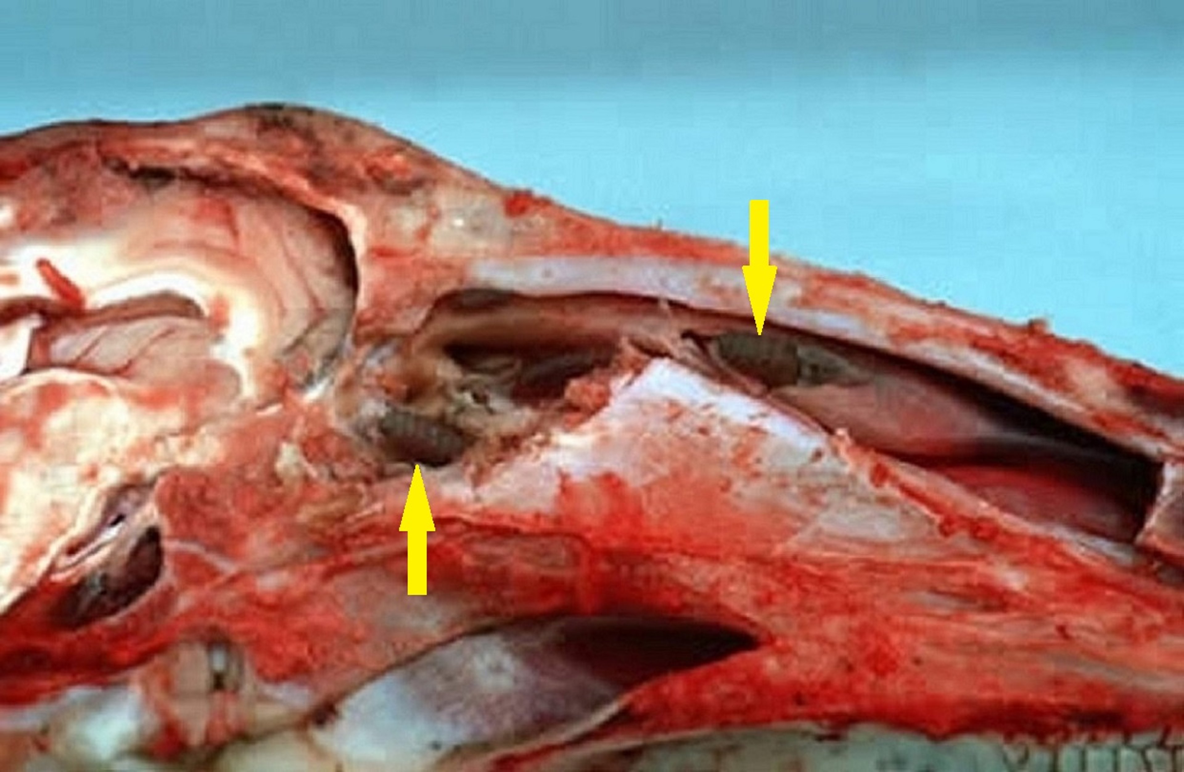 Seio com larvas de terceiro estágio de <i >Oestrus ovis</i>