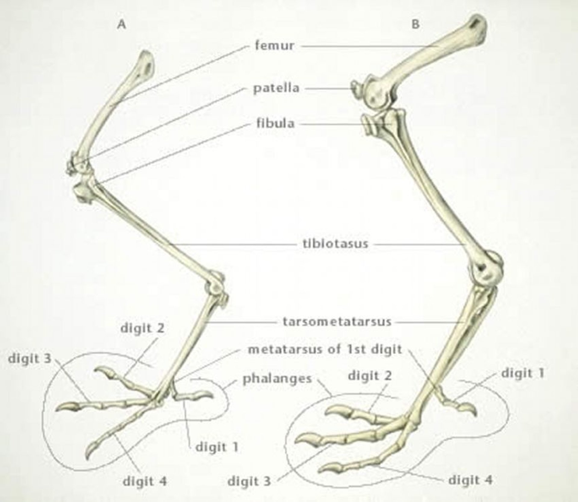 Skeleton of the leg, chicken and turkey