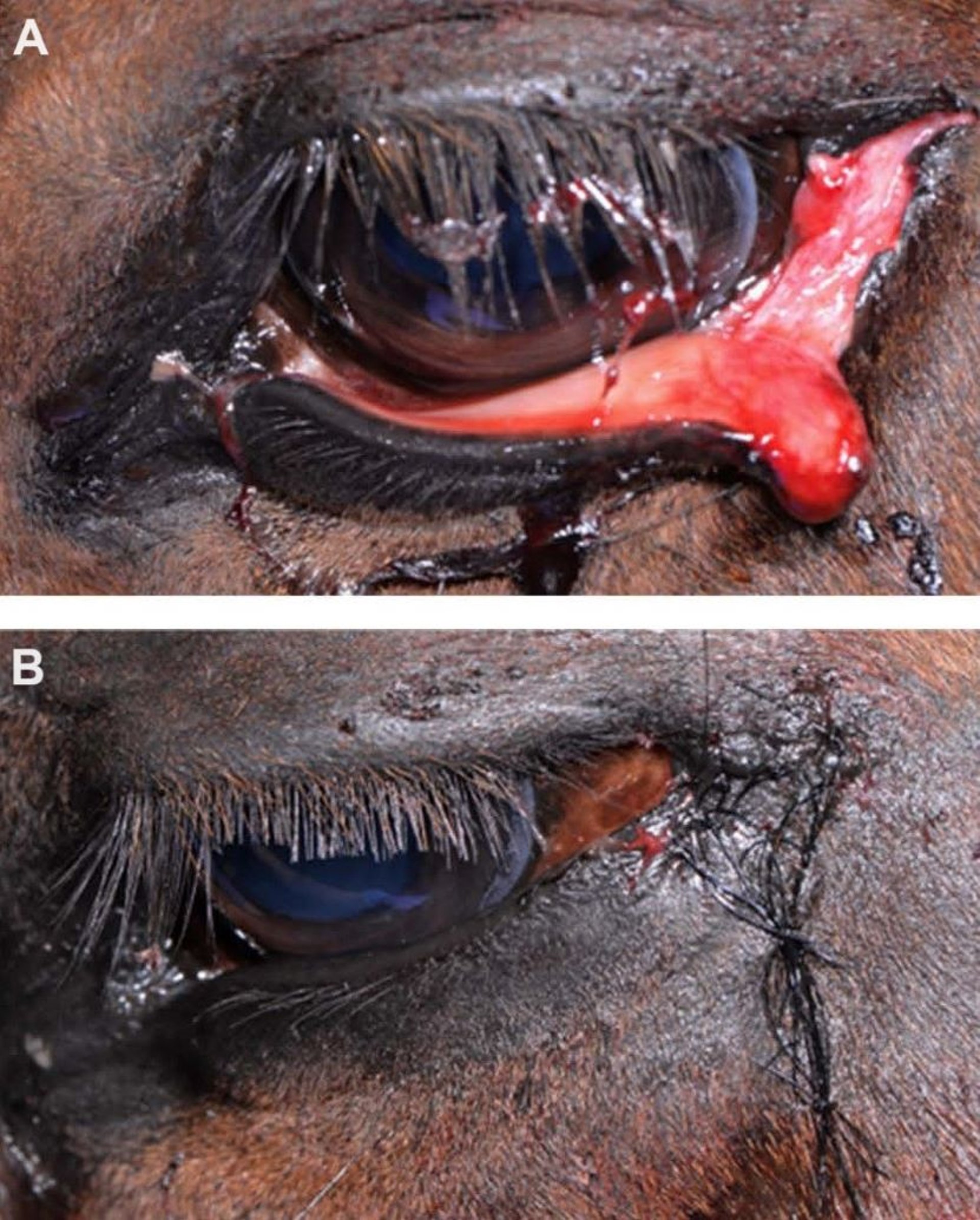 Small eyelid laceration, horse