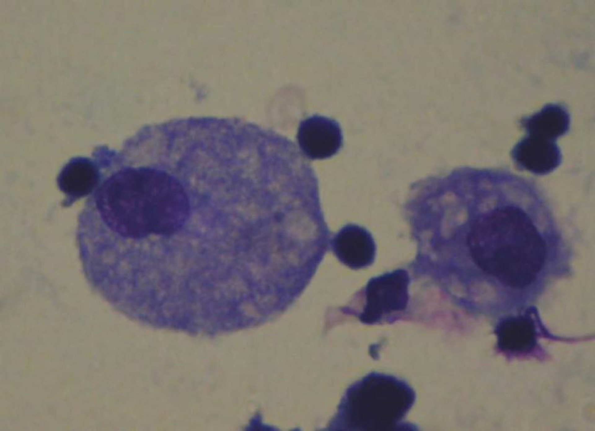 Lesión por inhalación de humo, lavado alveolar bronquial, caballo