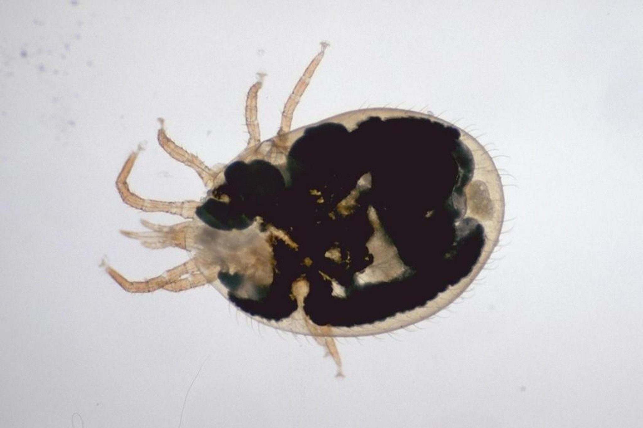 <i >Ophionyssus natricis</i> (ácaro común de la serpiente)
