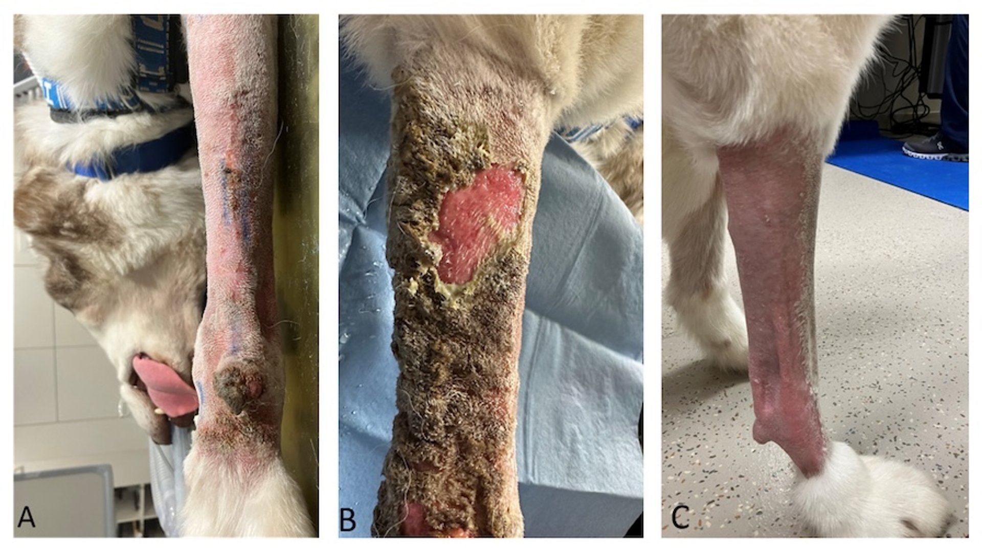 Sarcoma de tejidos blandos, perro