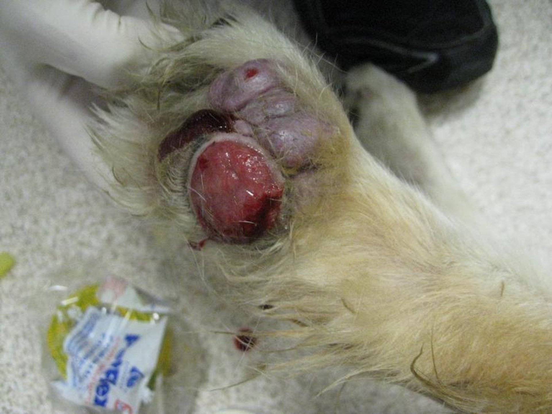 Sarcoma de tecidos moles envolvendo o coxim plantar, cão