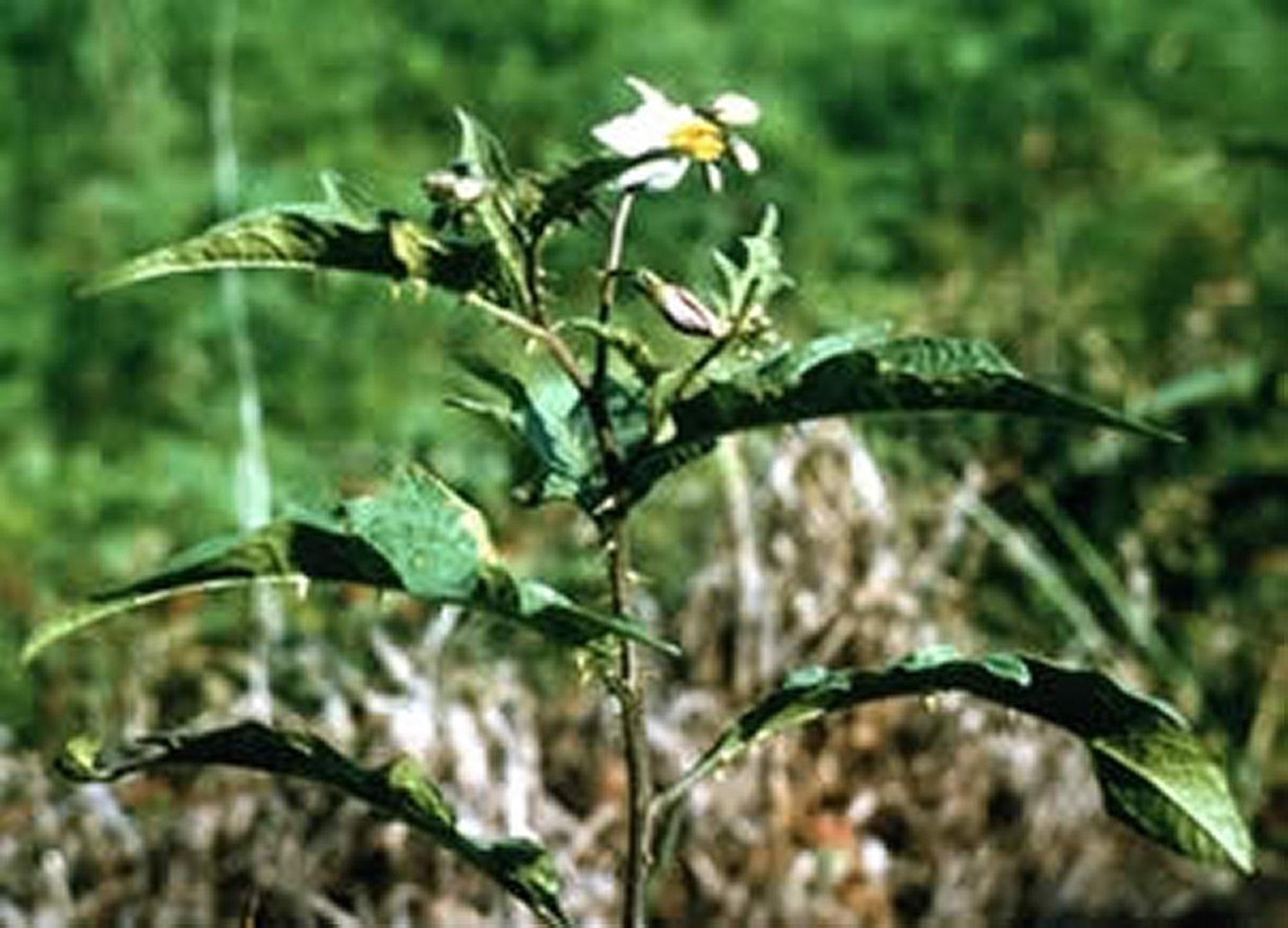 <i >Solanum carolinense</i> (ortiga de caballo)