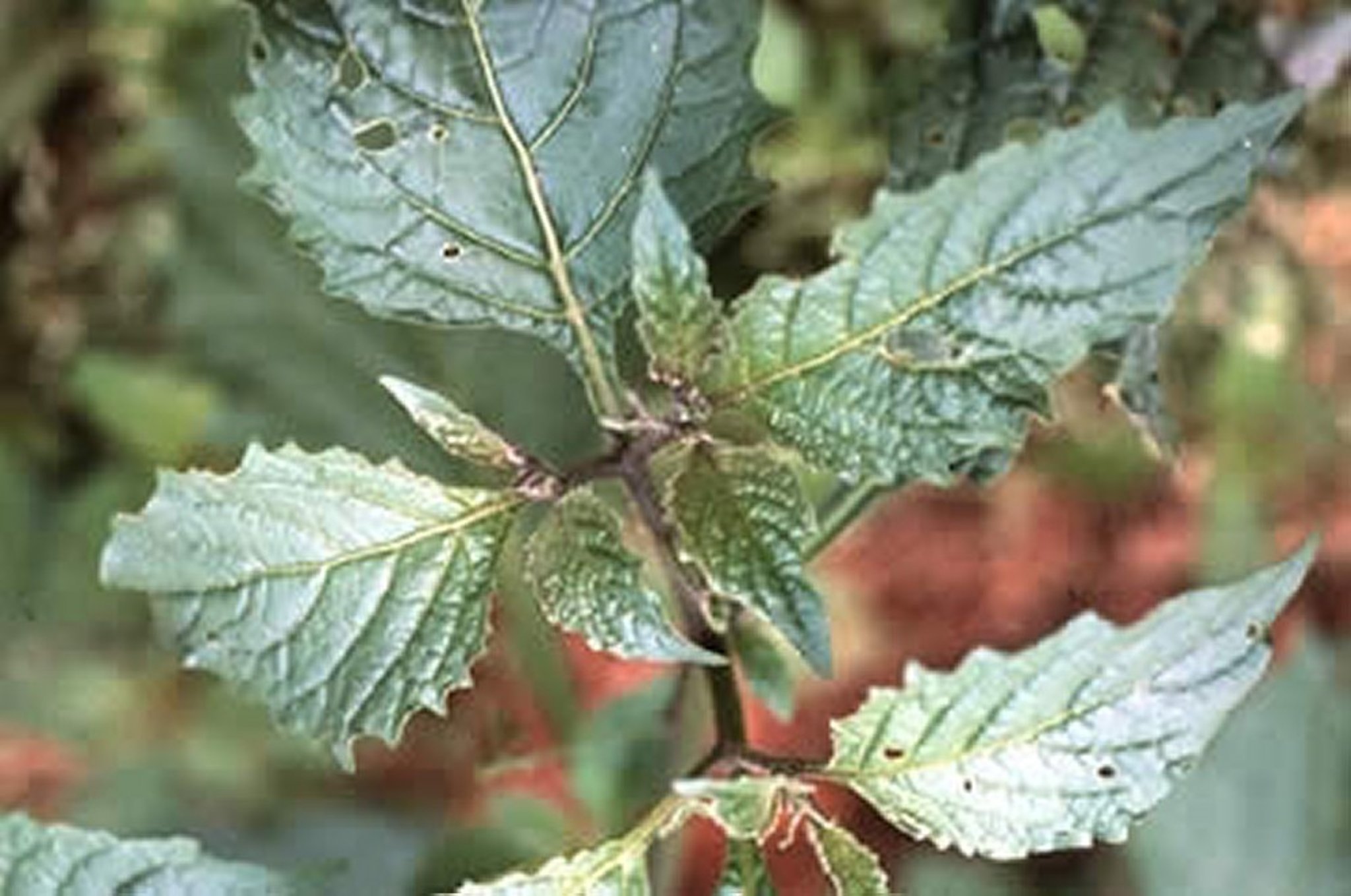 <i >Solanum nigrum</i> (hierba mora negra)