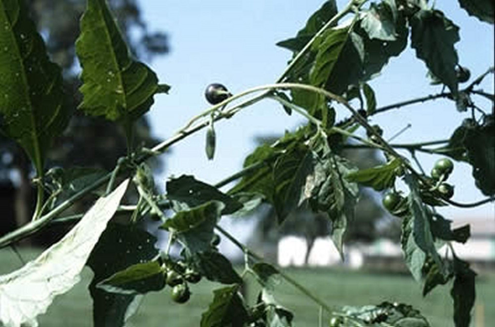 <i >Solanum nigra</i> (Black Nightshade), with berries