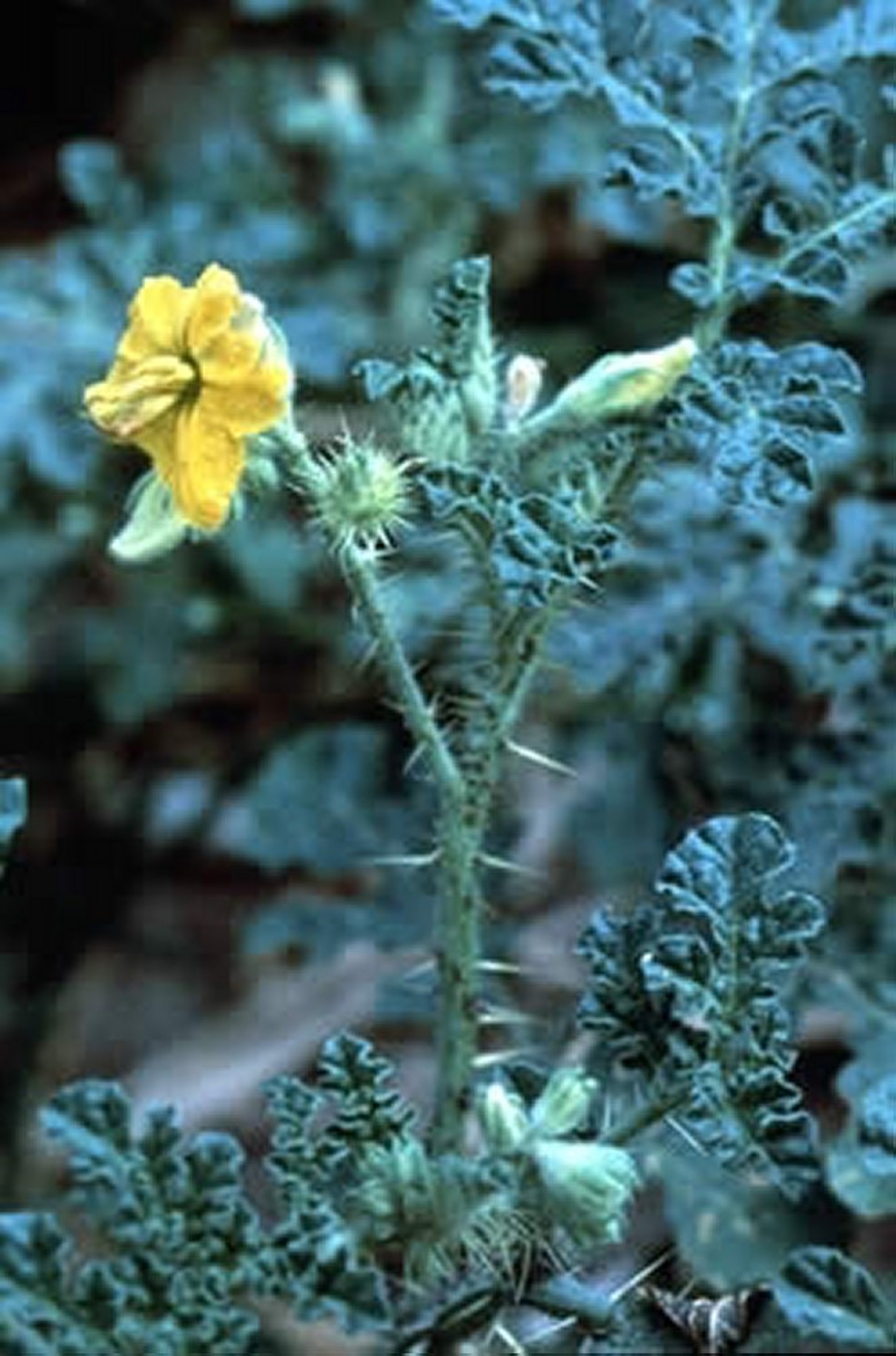 <i >Solanum rostratum</i> (Buffalo Bur), flowering plant