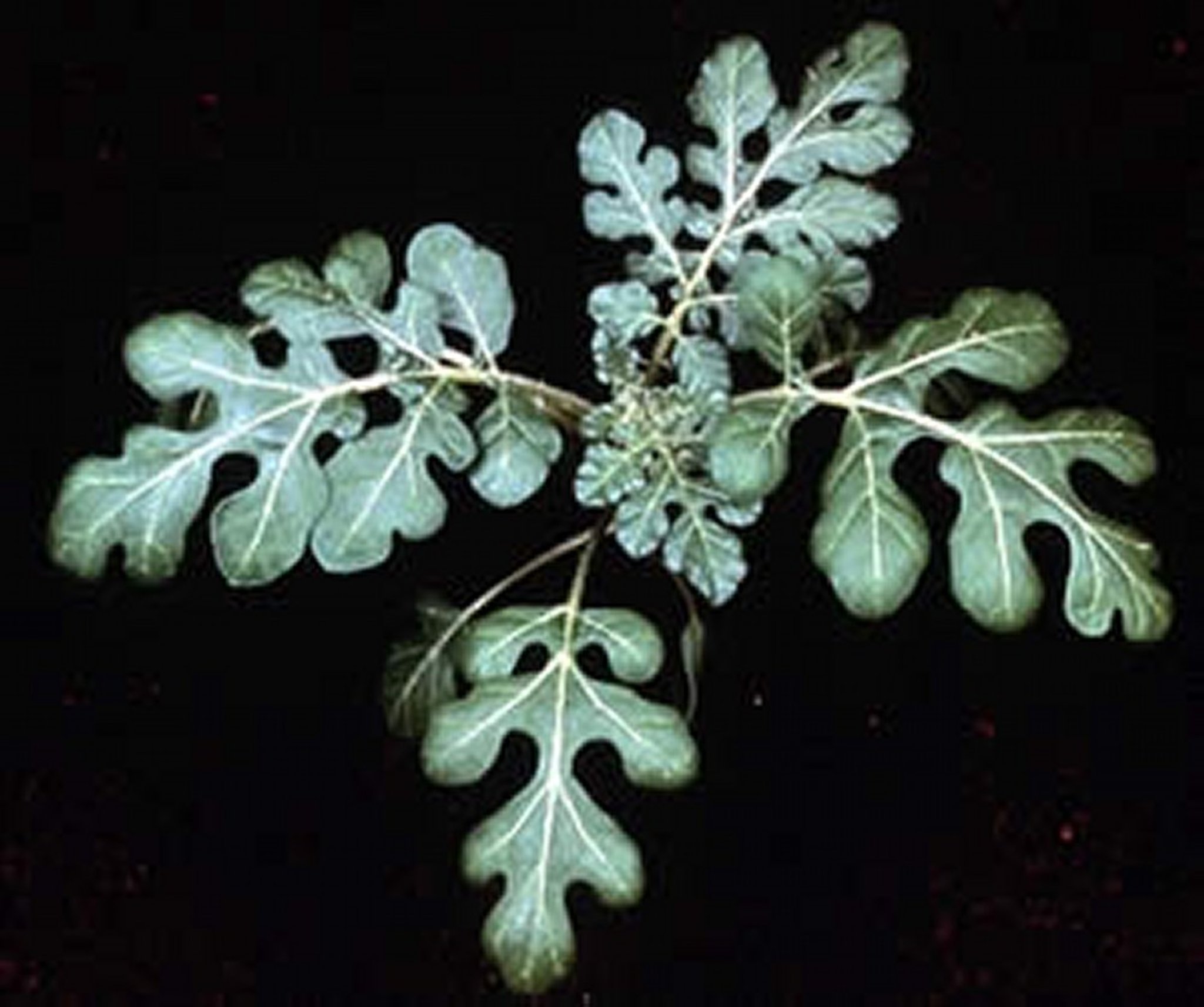 <i >Solanum rostratum</i> (Buffalo Bur), young plant