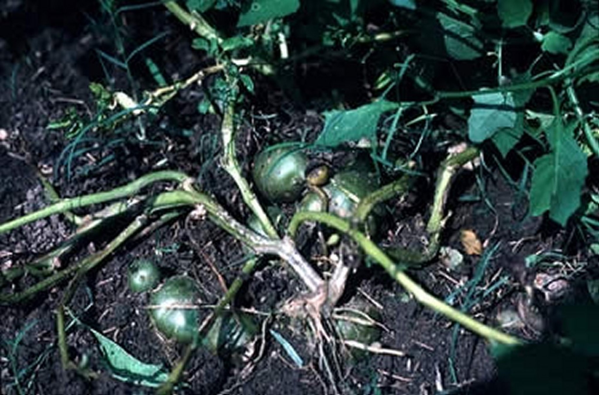 <i >Solanum tuberosum</i> (Potato)