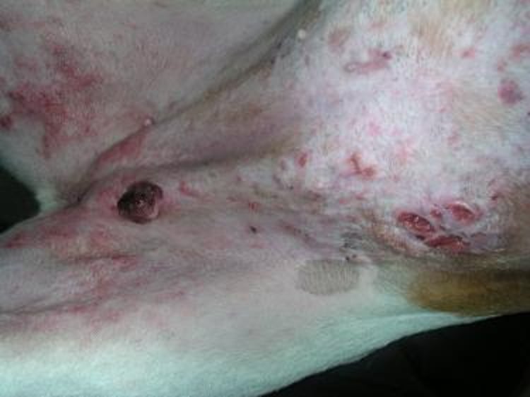 Carcinomas de células escamosas inducidos por radiación solar, perro