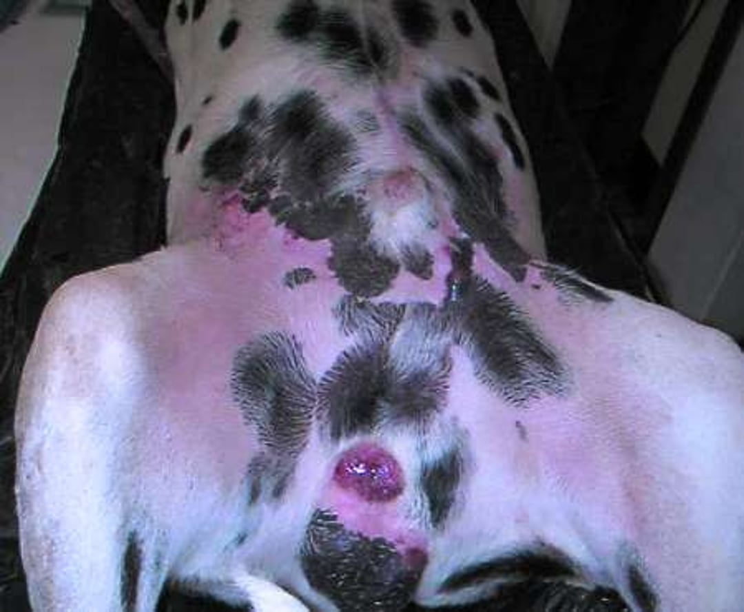 Carcinoma de células escamosas inducido por radiación solar en piel blanca, perro